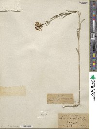 Erysimum wheeleri image
