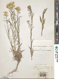 Erysimum cheiranthoides image