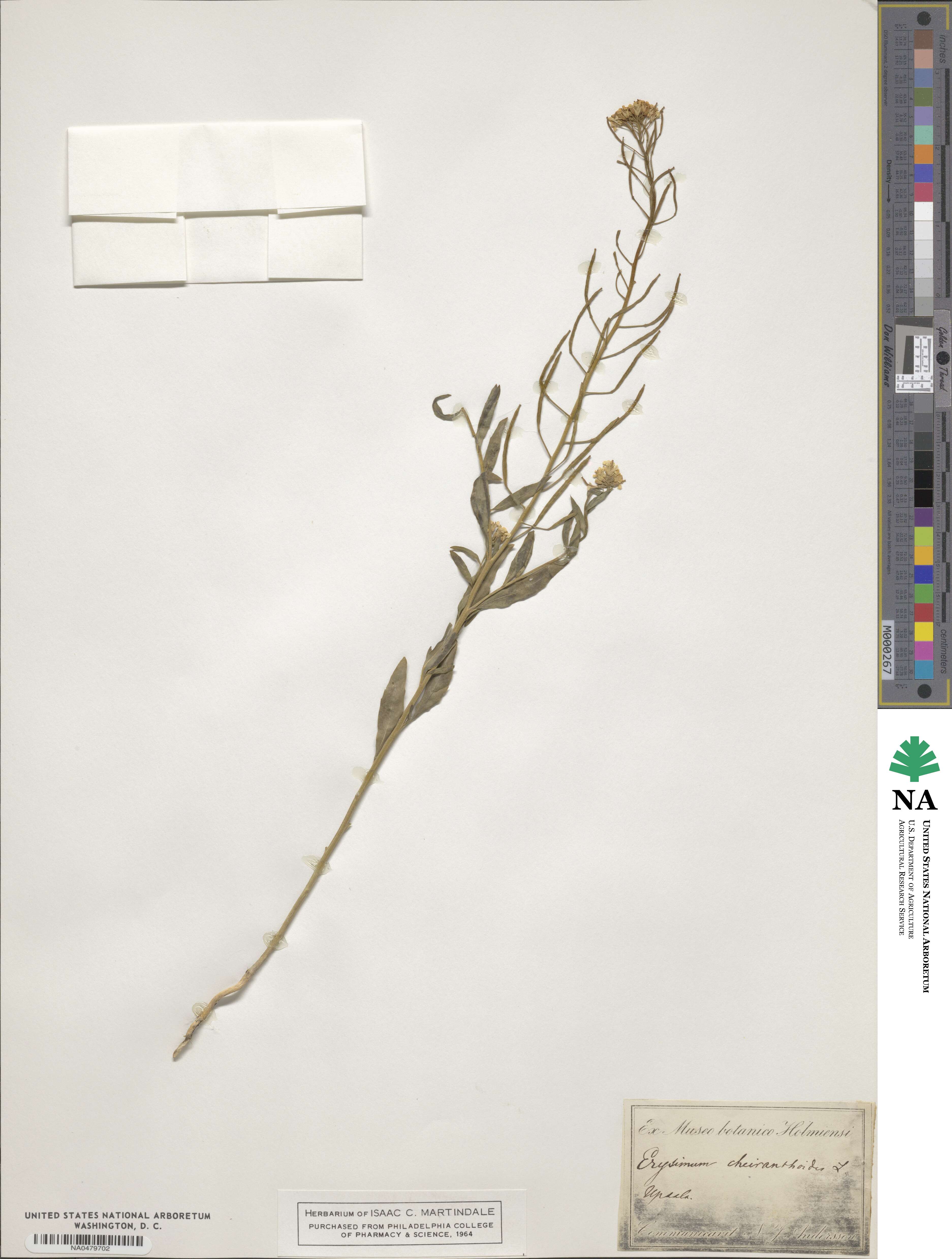 Erysimum cheiranthoides image