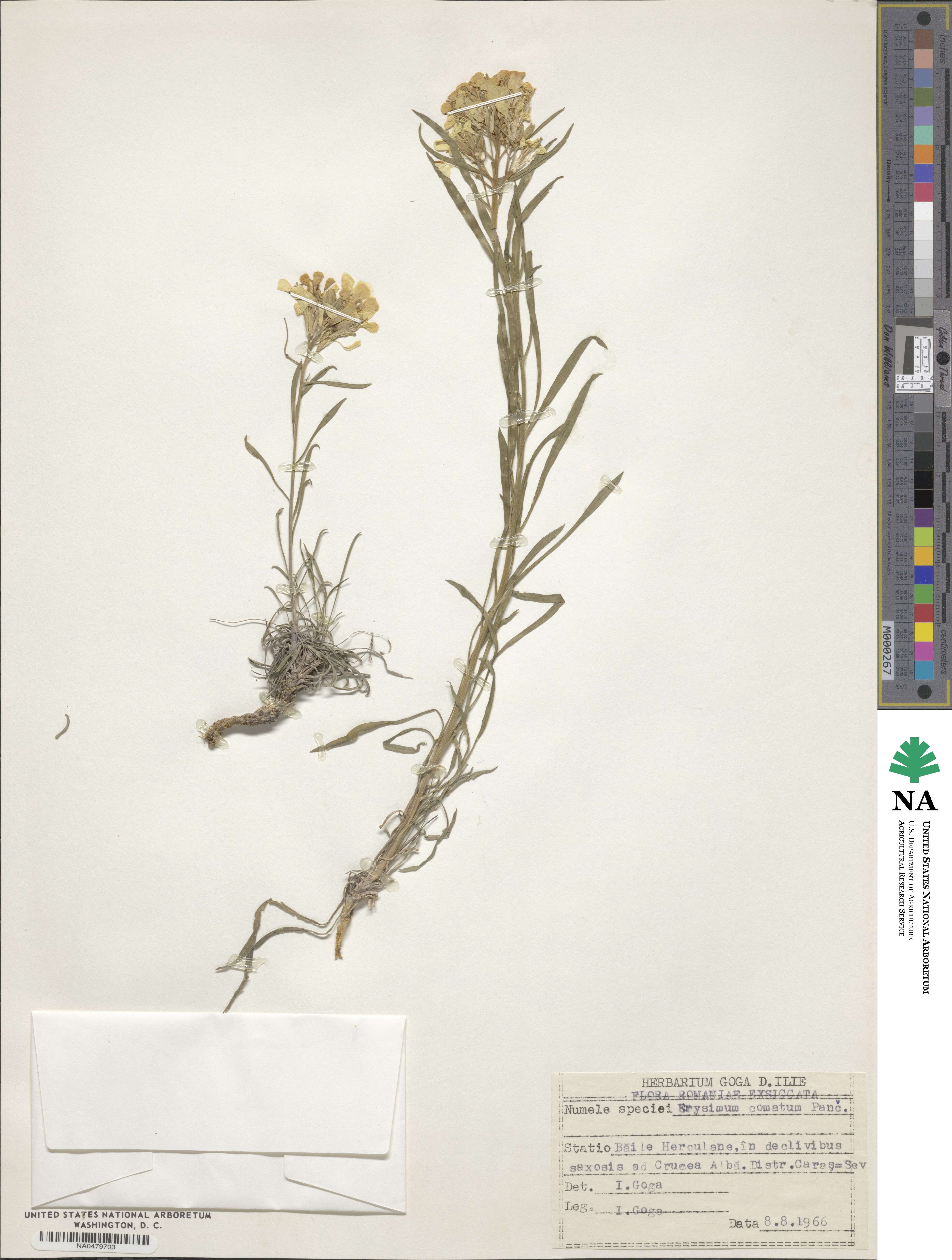 Erysimum comatum image