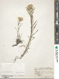 Image of Erysimum comatum