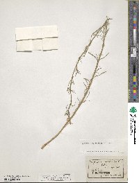 Image of Erysimum crepidifolium