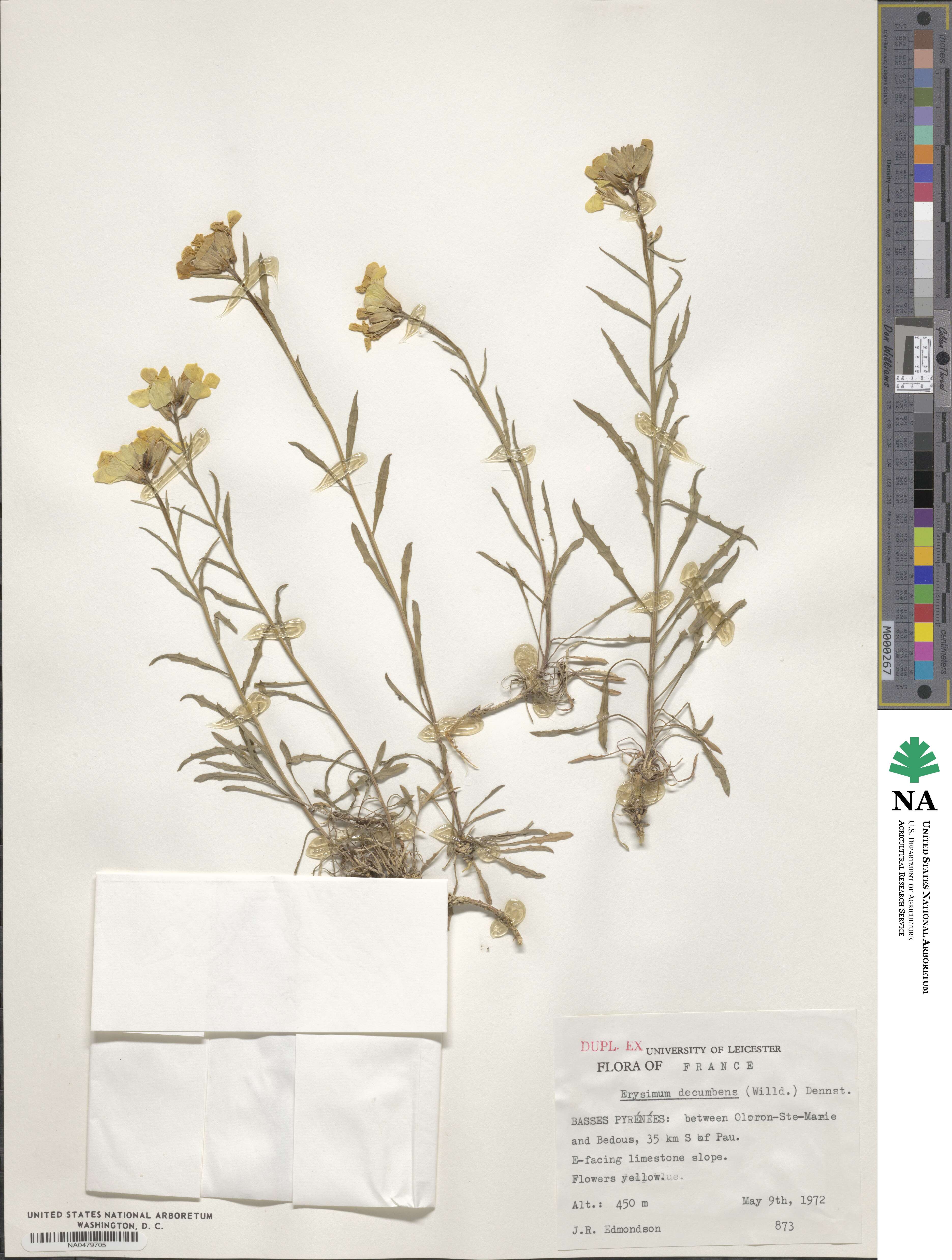 Erysimum humile image