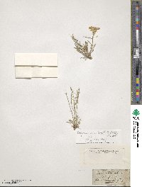 Erysimum humile image