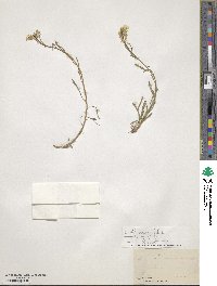 Erysimum diffusum image