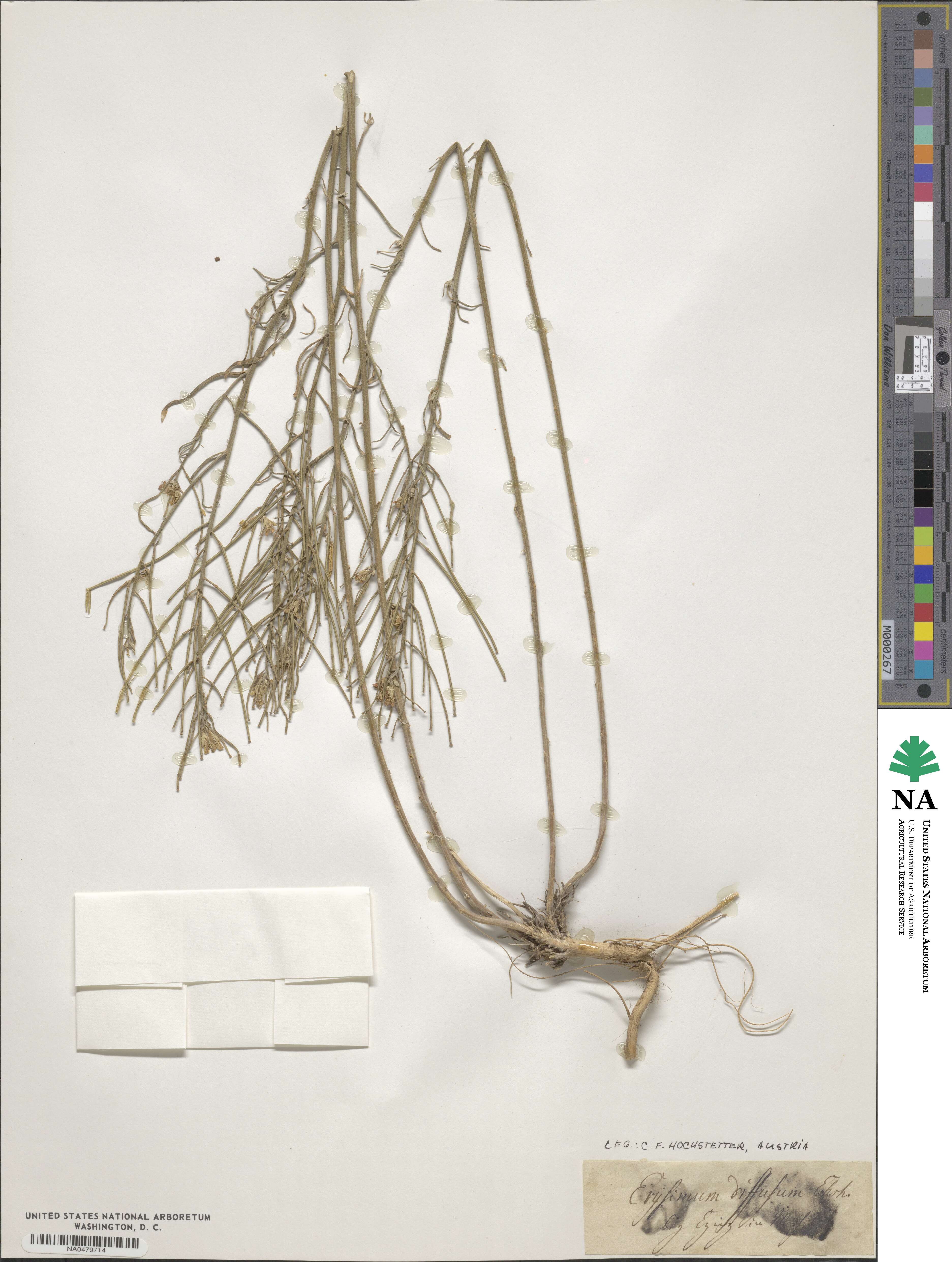 Erysimum diffusum image