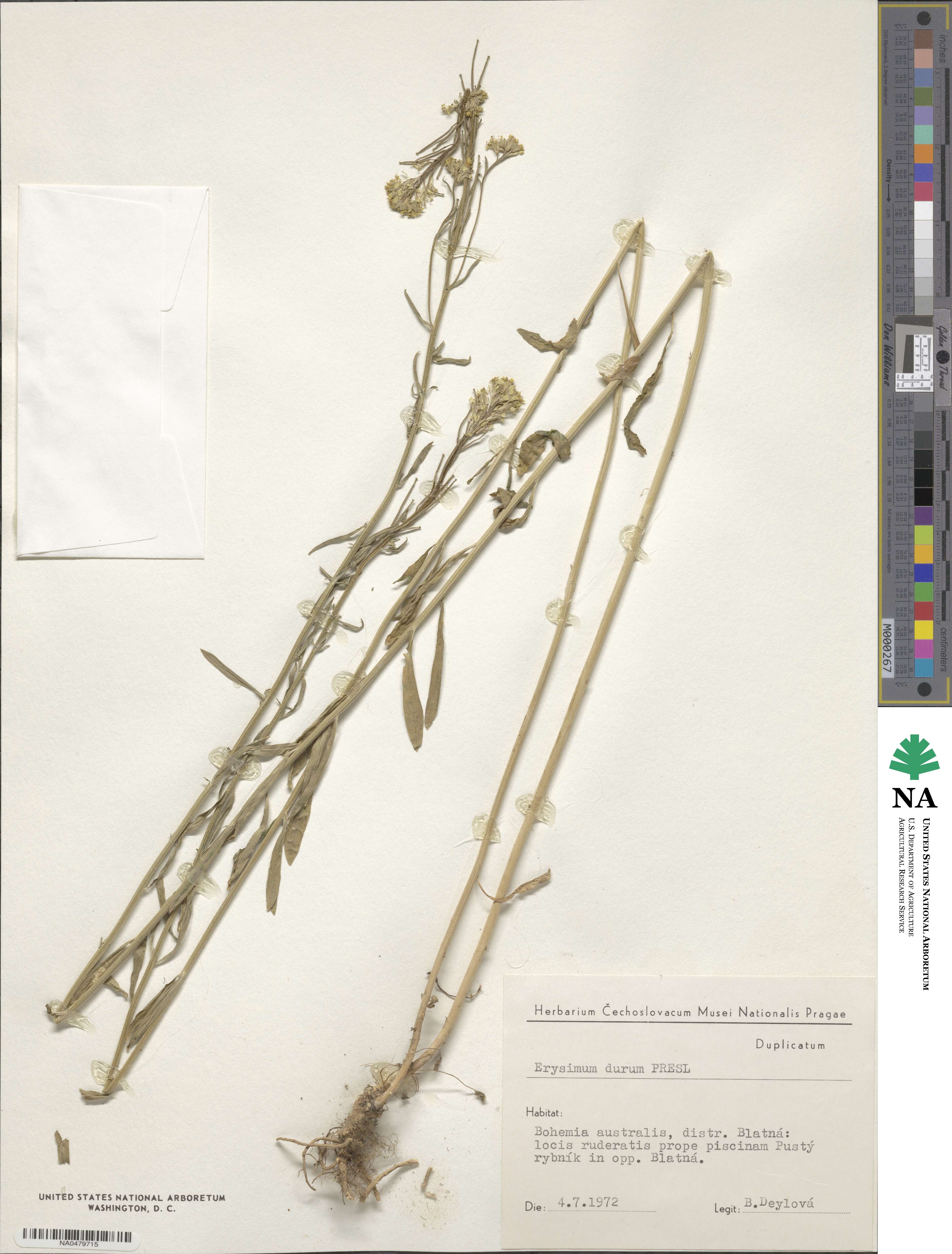 Erysimum marschallianum image
