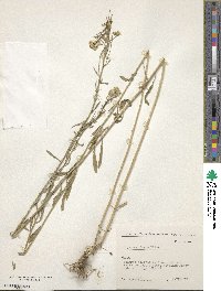 Image of Erysimum marschallianum