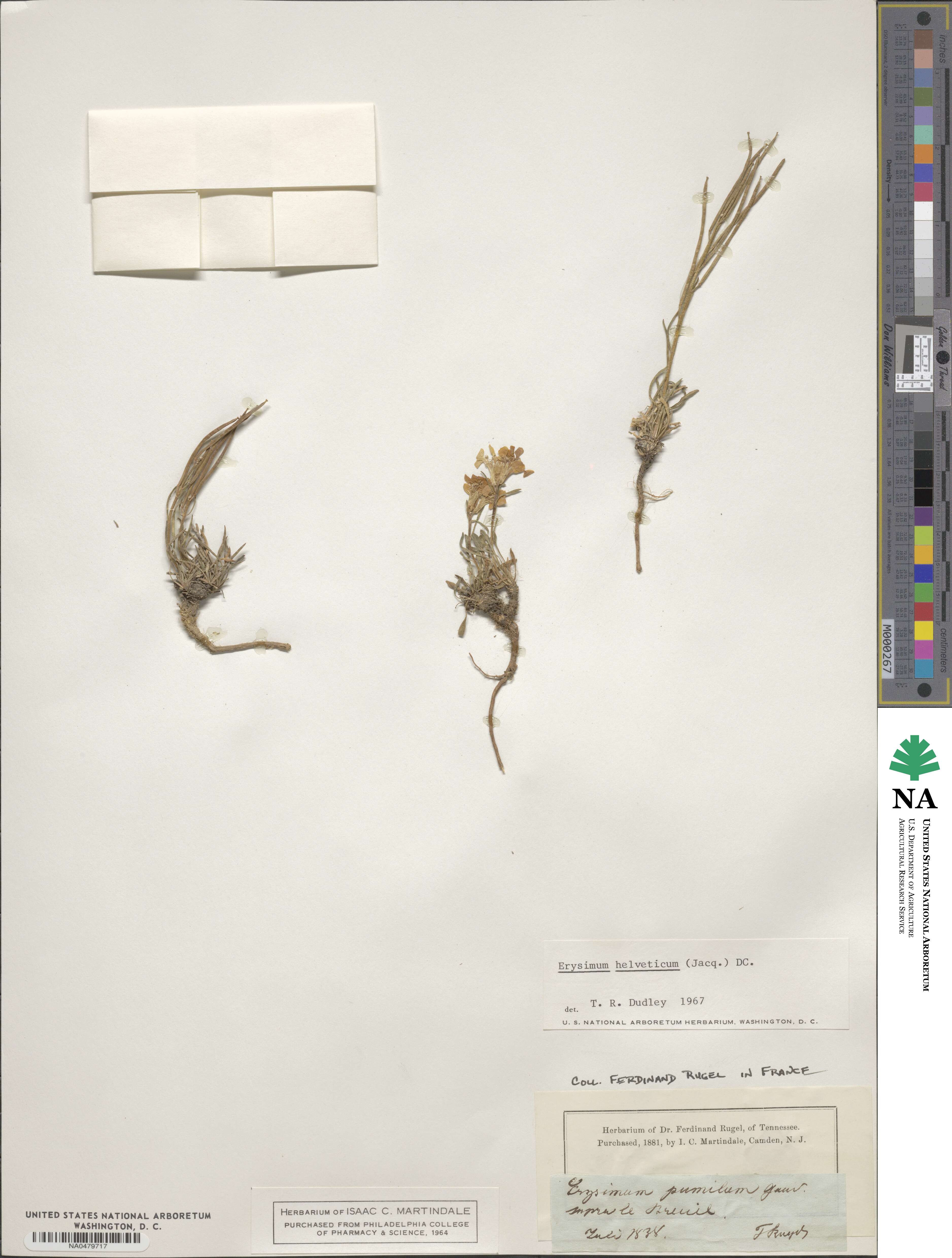 Erysimum rhaeticum image