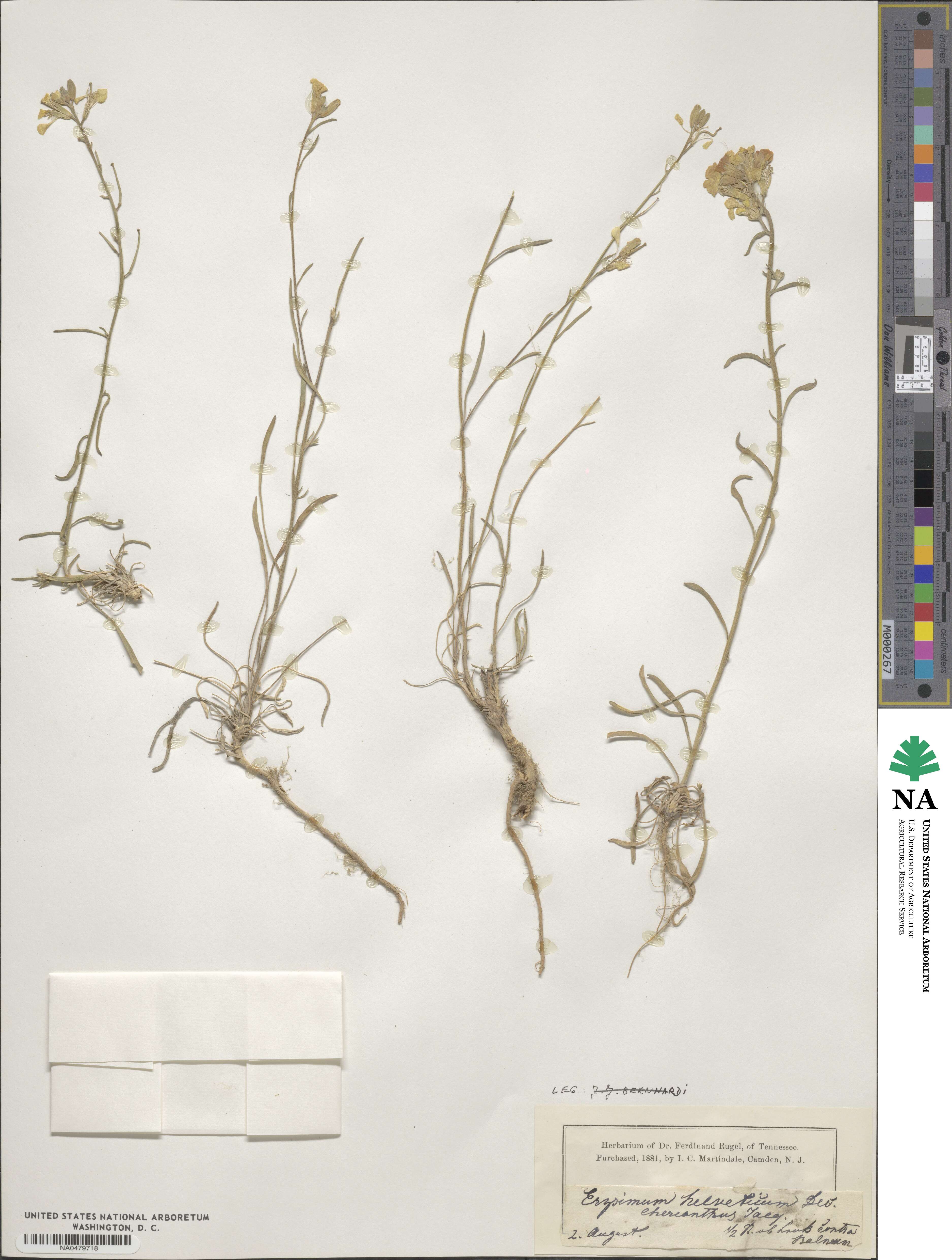 Erysimum rhaeticum image