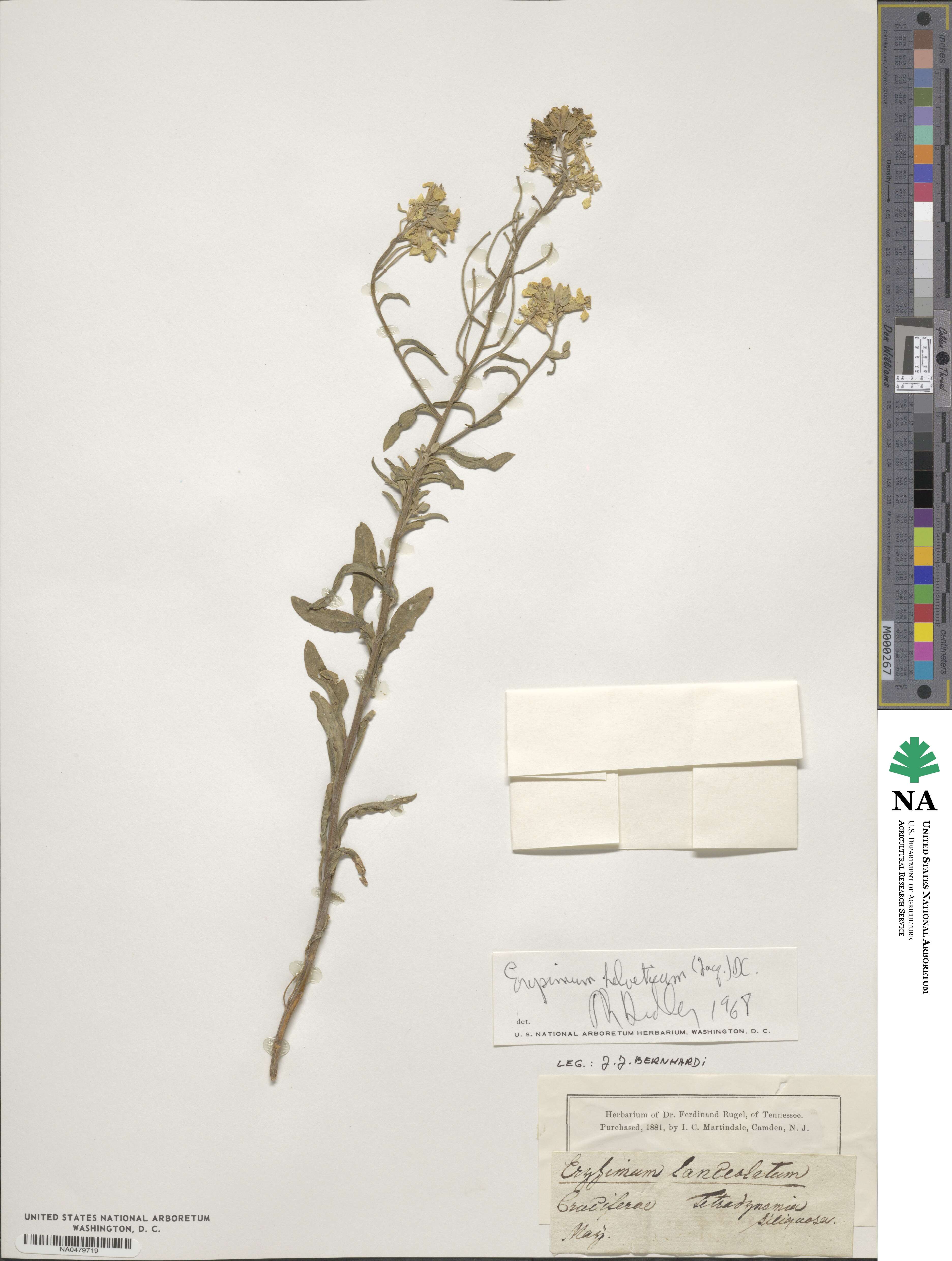 Erysimum rhaeticum image