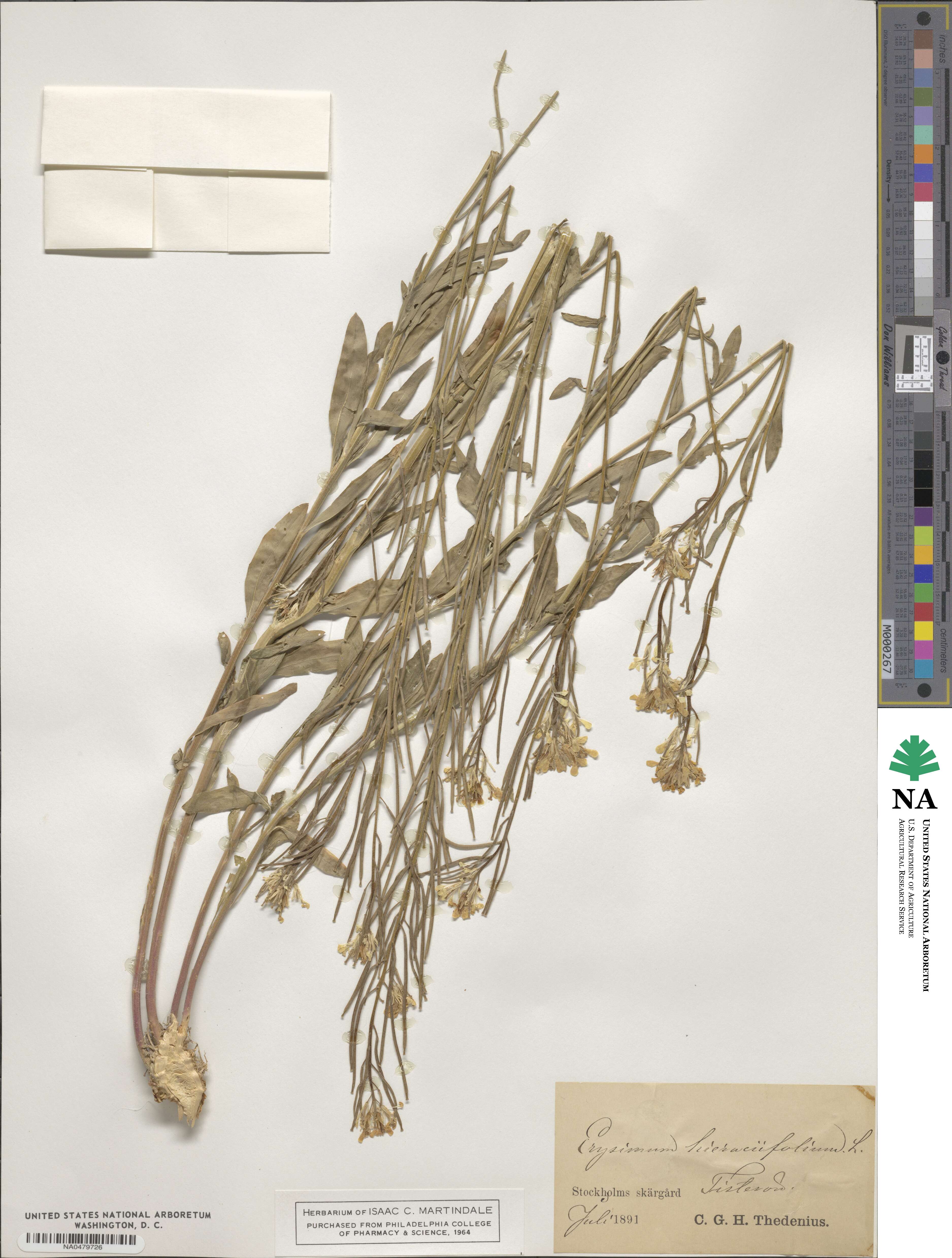 Erysimum hieraciifolium image