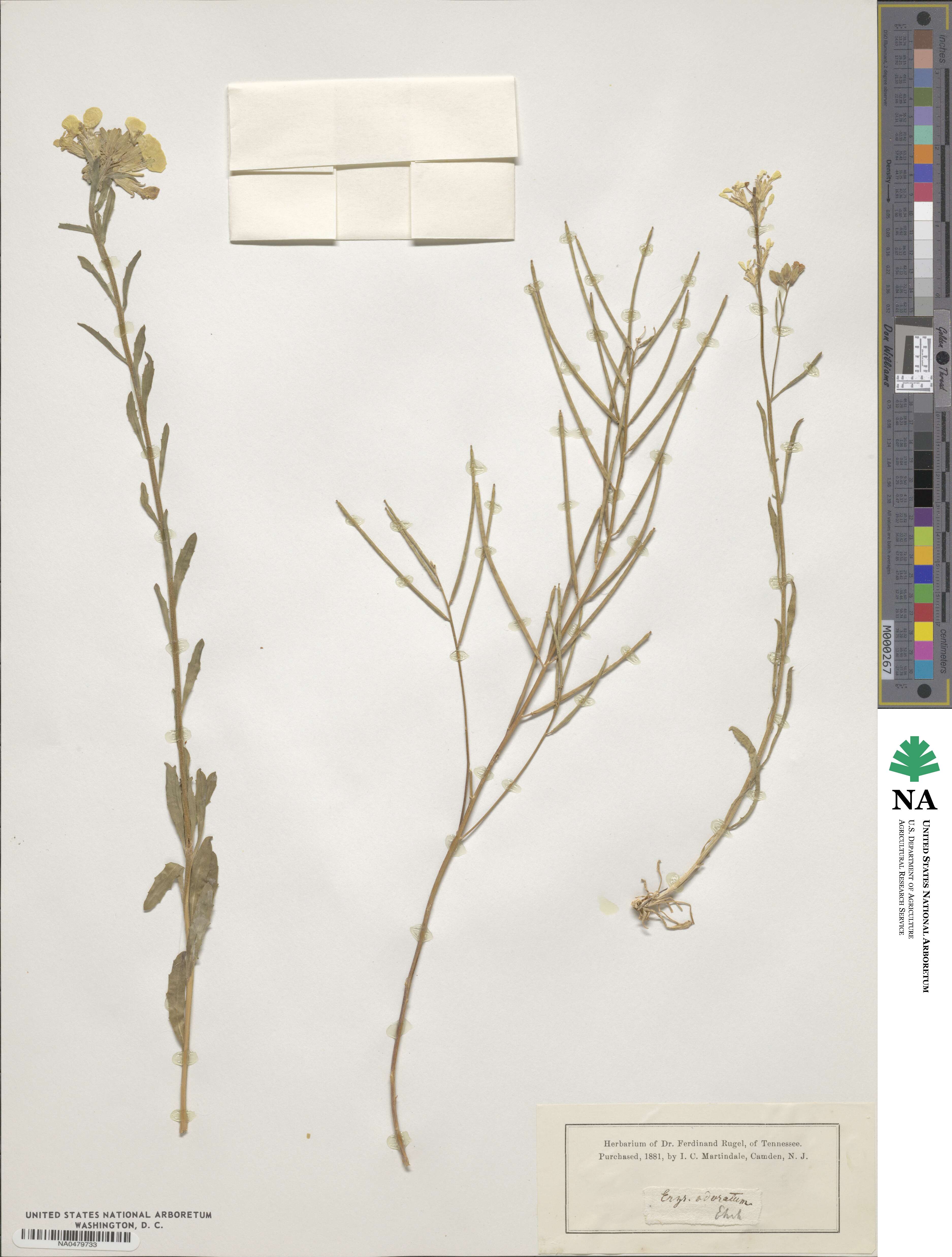 Erysimum odoratum image
