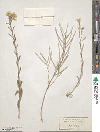 Erysimum odoratum image