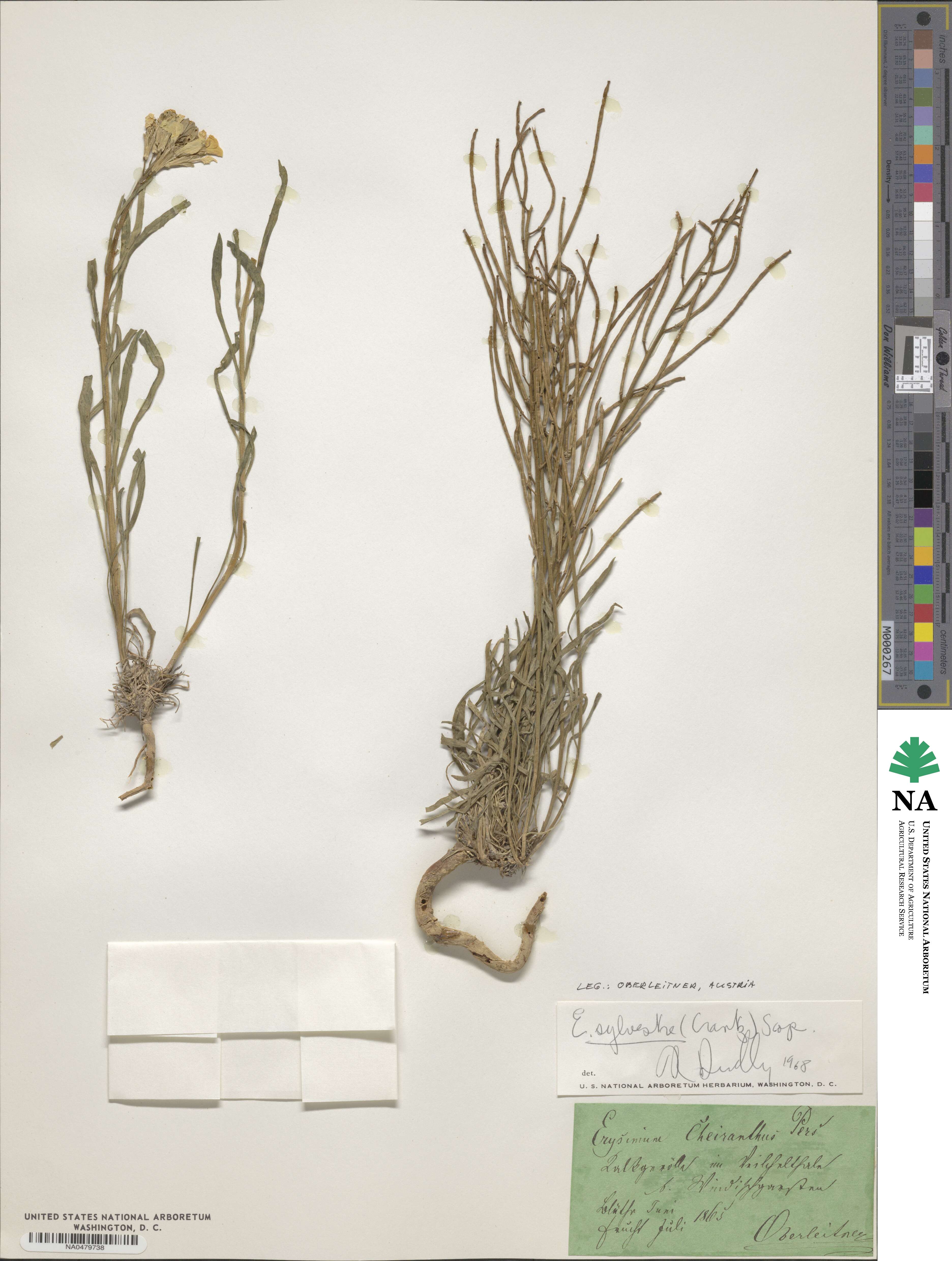 Erysimum sylvestre image