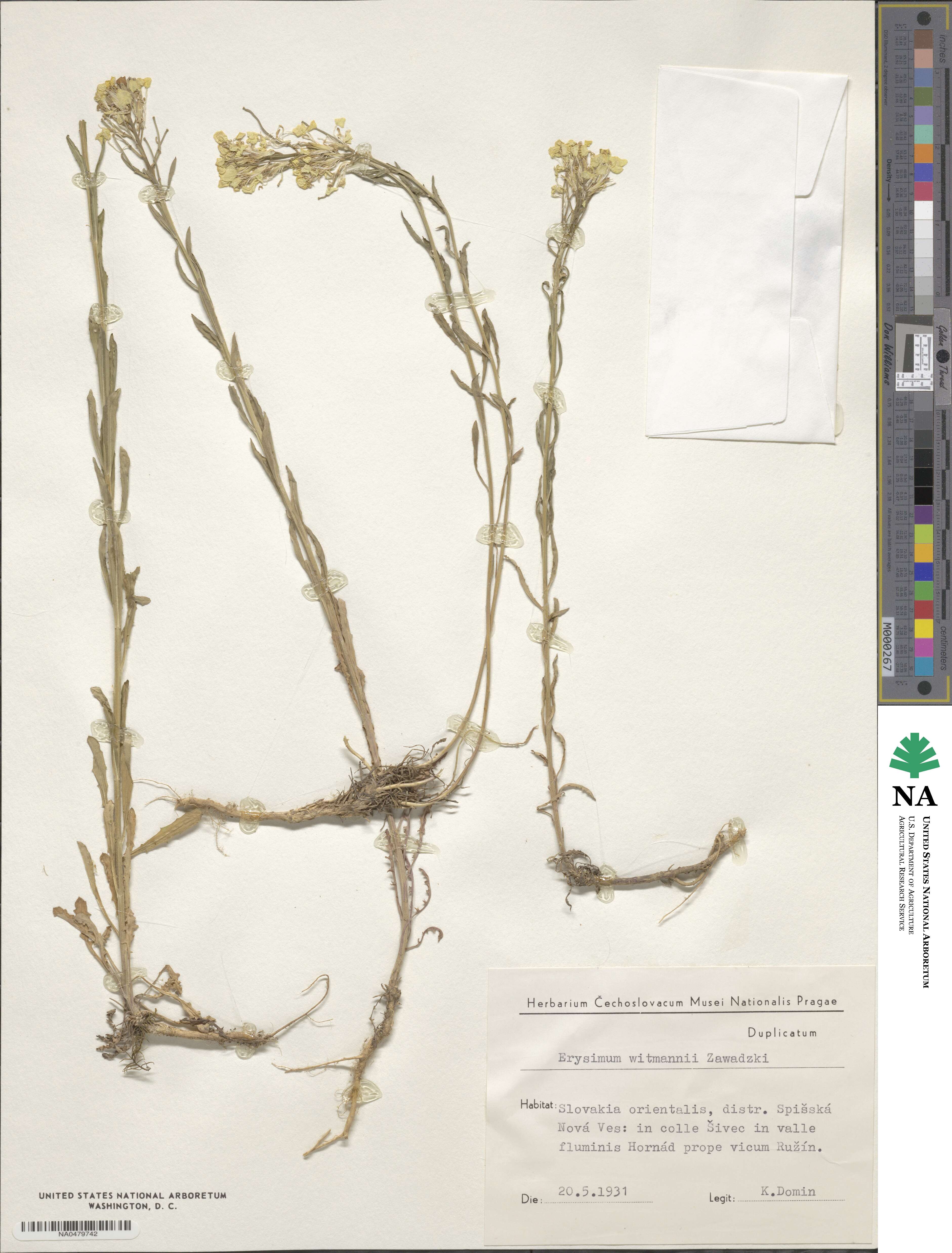 Erysimum witmannii image
