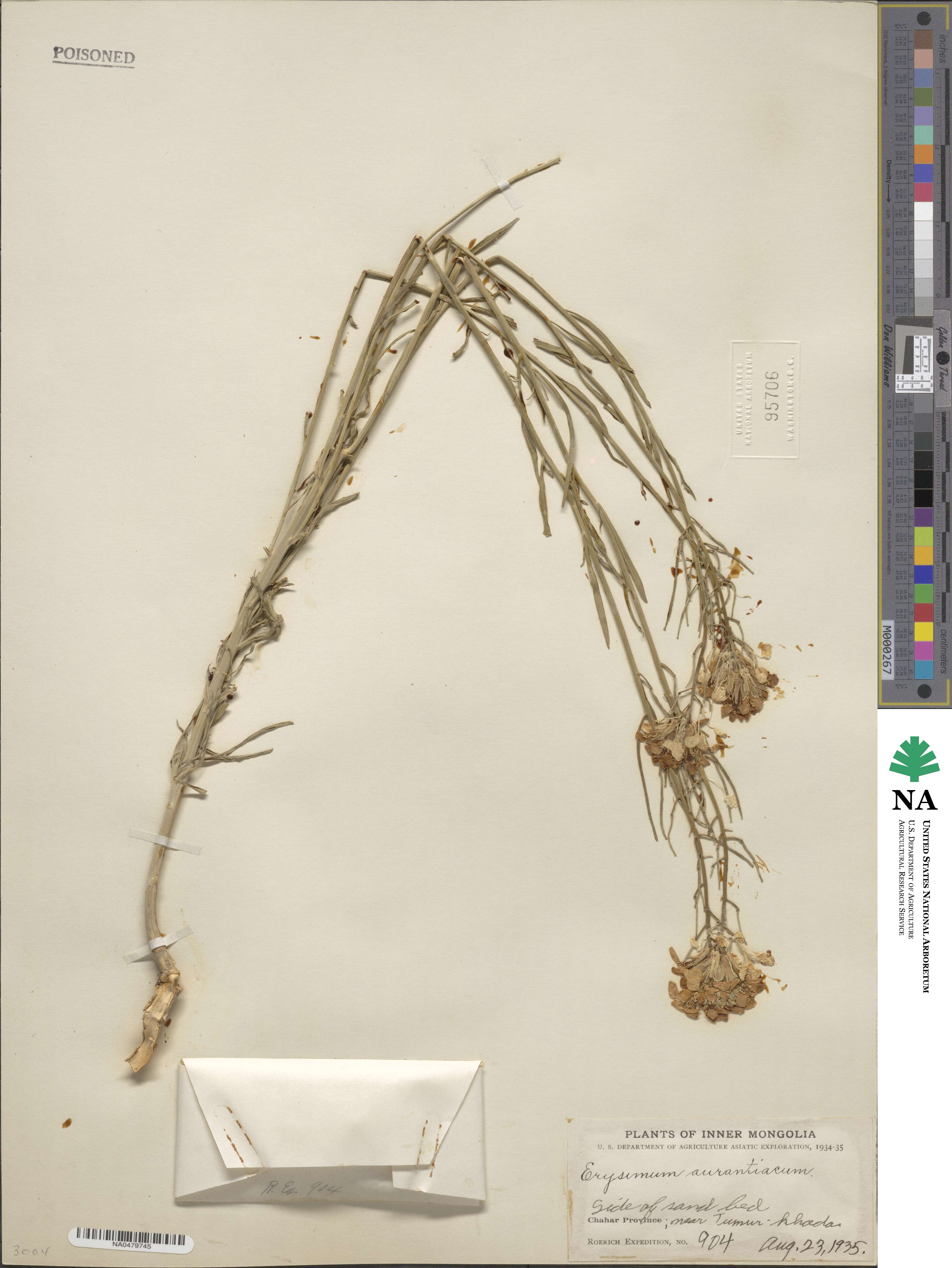 Erysimum aurantiacum image