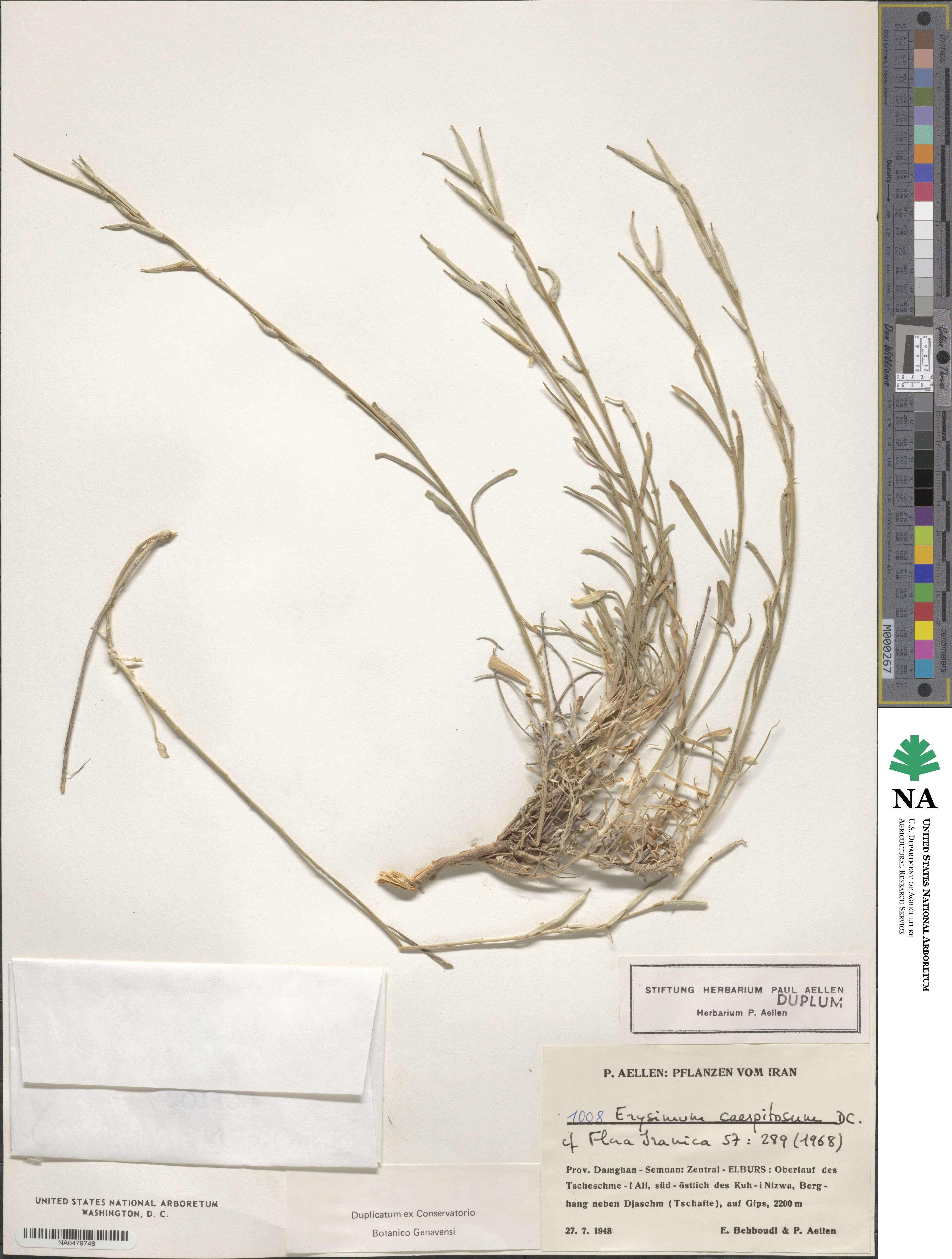 Erysimum caespitosum image