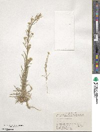 Erysimum cheiranthoides image