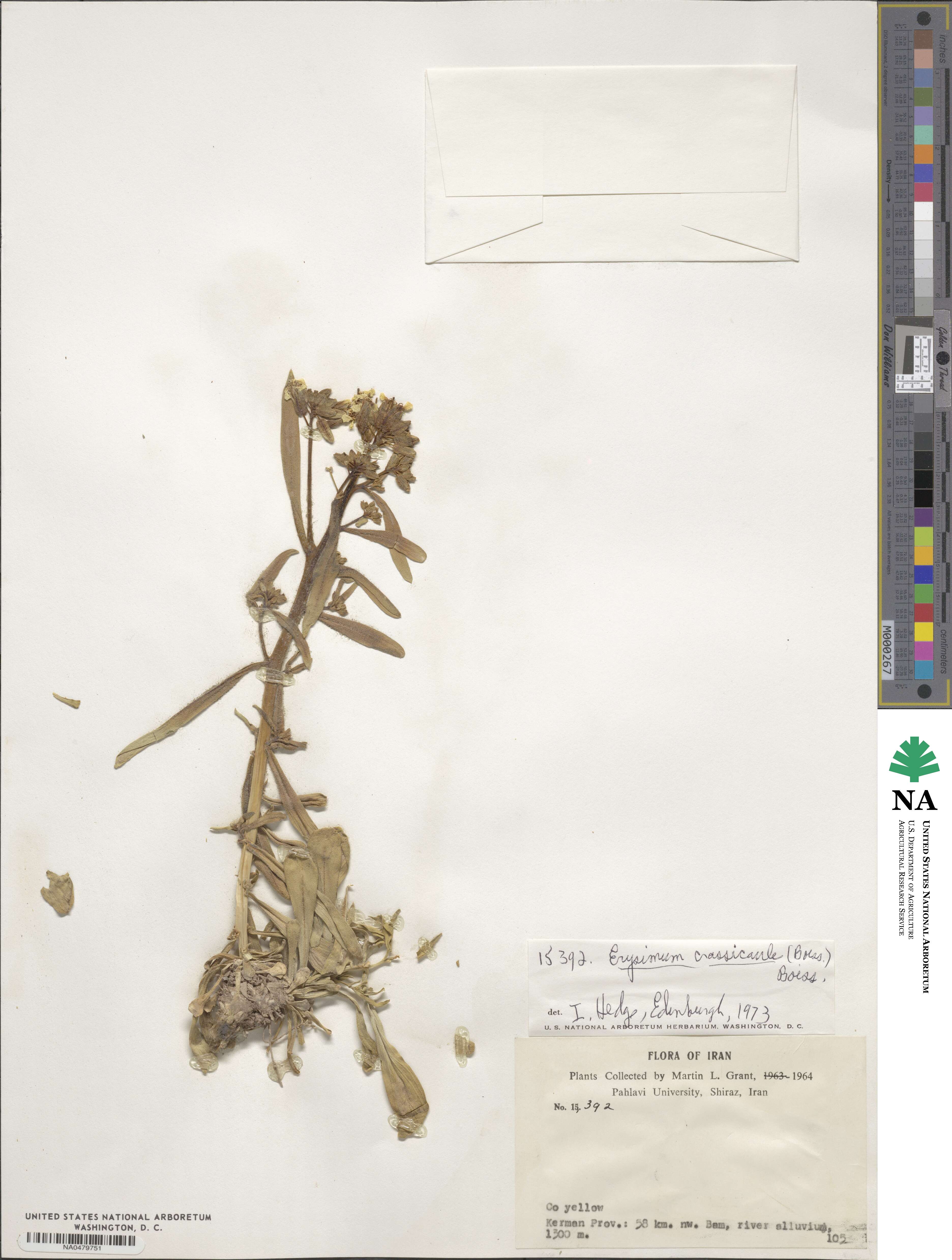 Erysimum crassicaule image