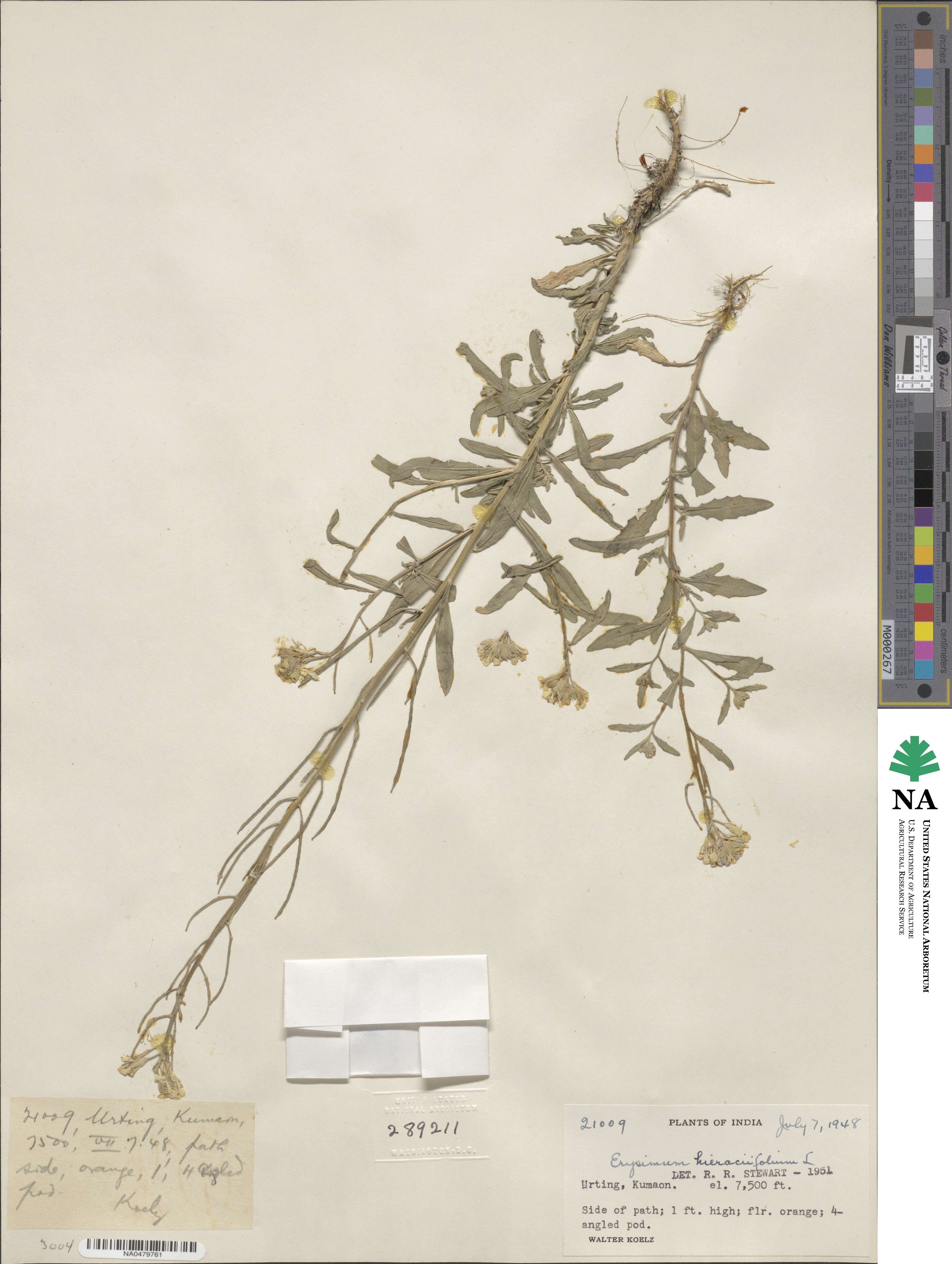 Erysimum hieraciifolium image