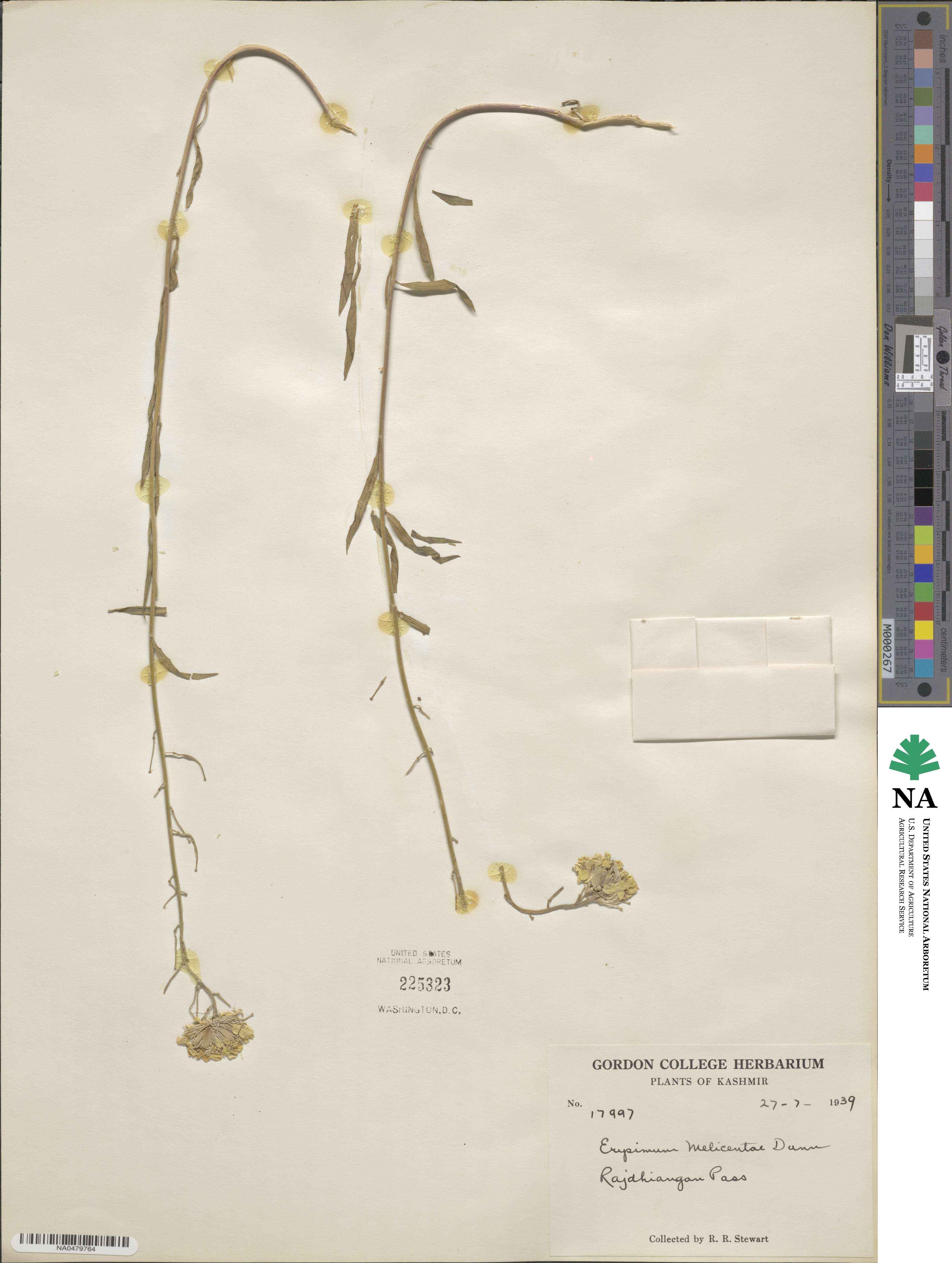 Erysimum melicentae image