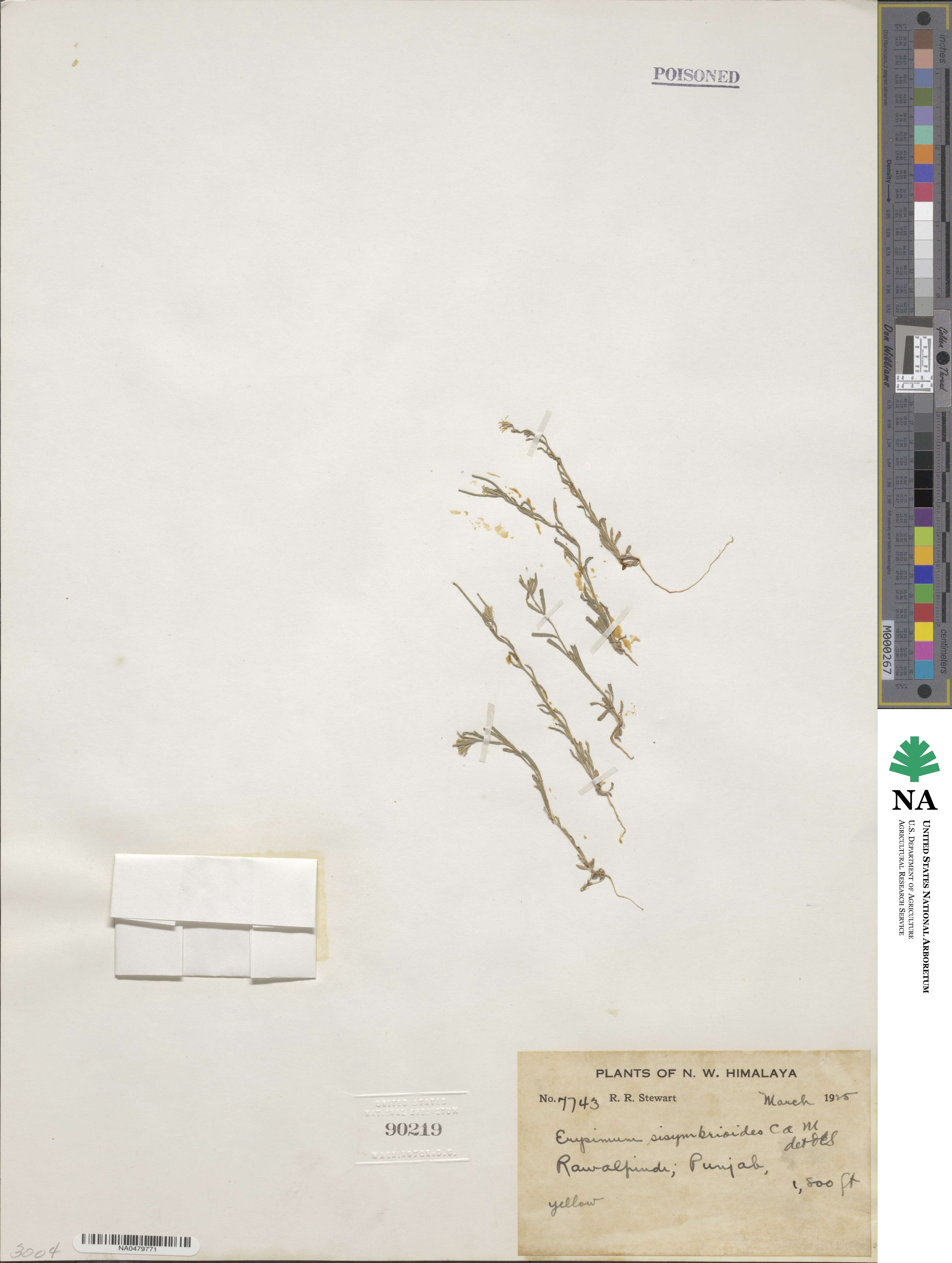 Erysimum sisymbrioides image