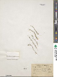 Erysimum sisymbrioides image