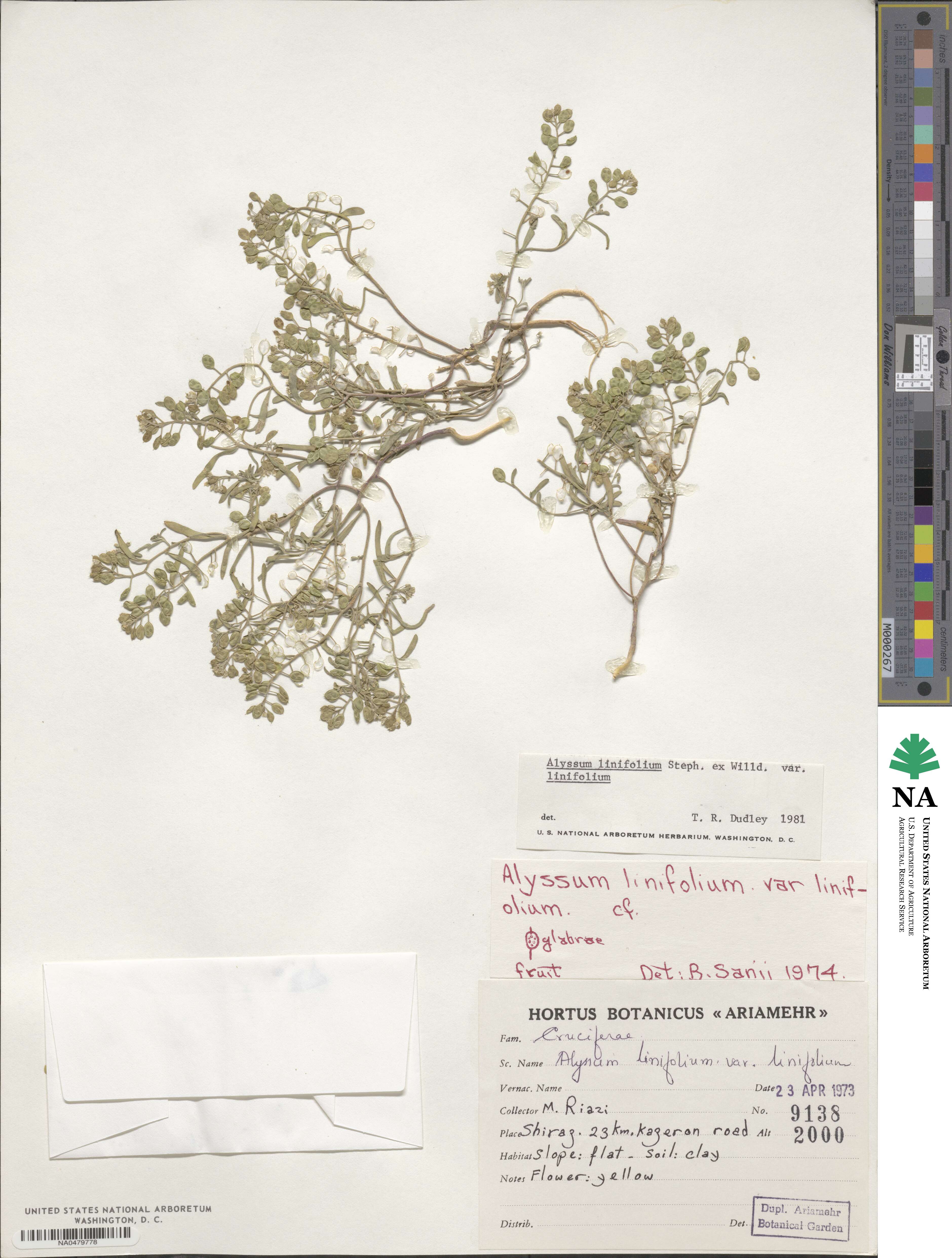 Meniocus linifolius image
