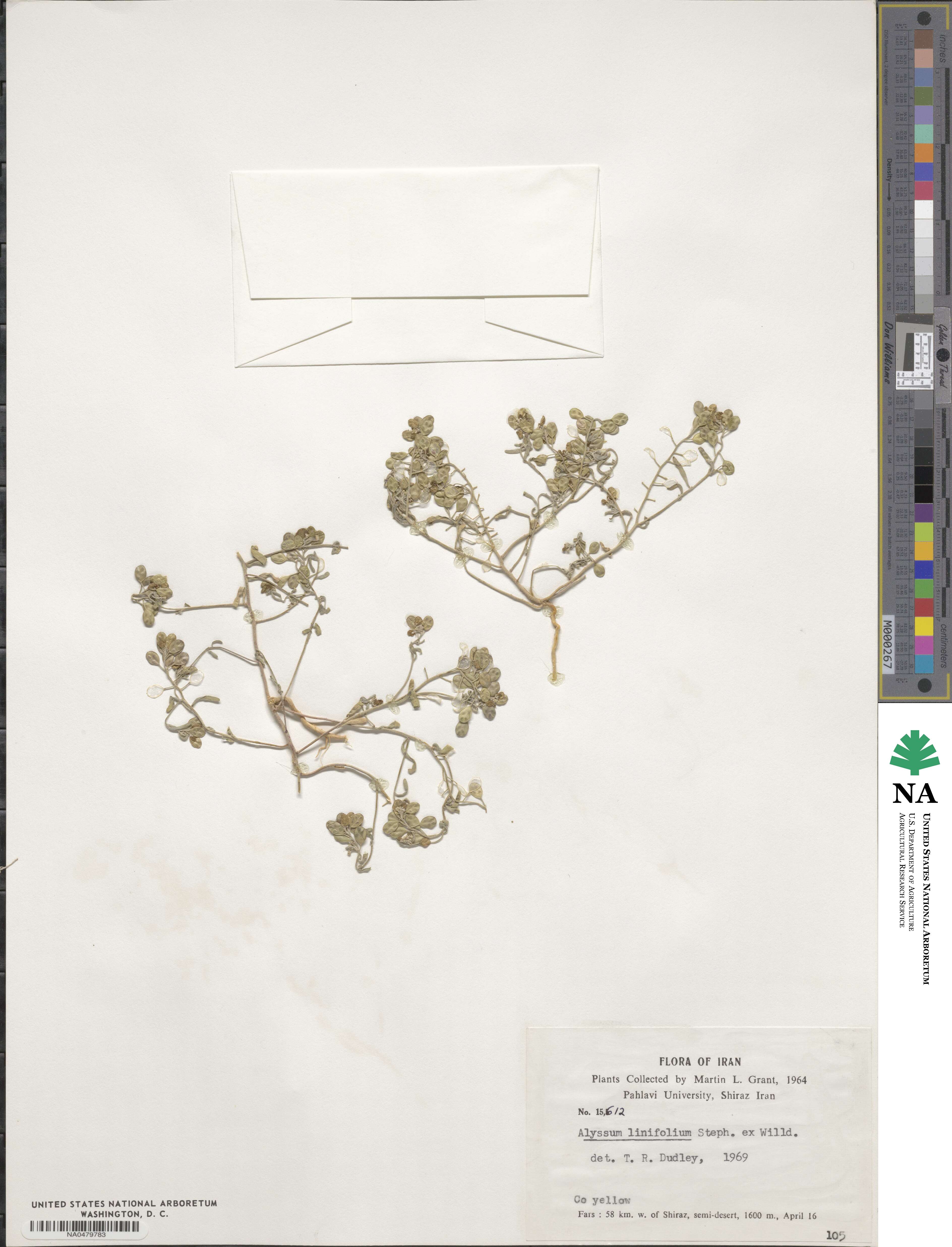 Meniocus linifolius image