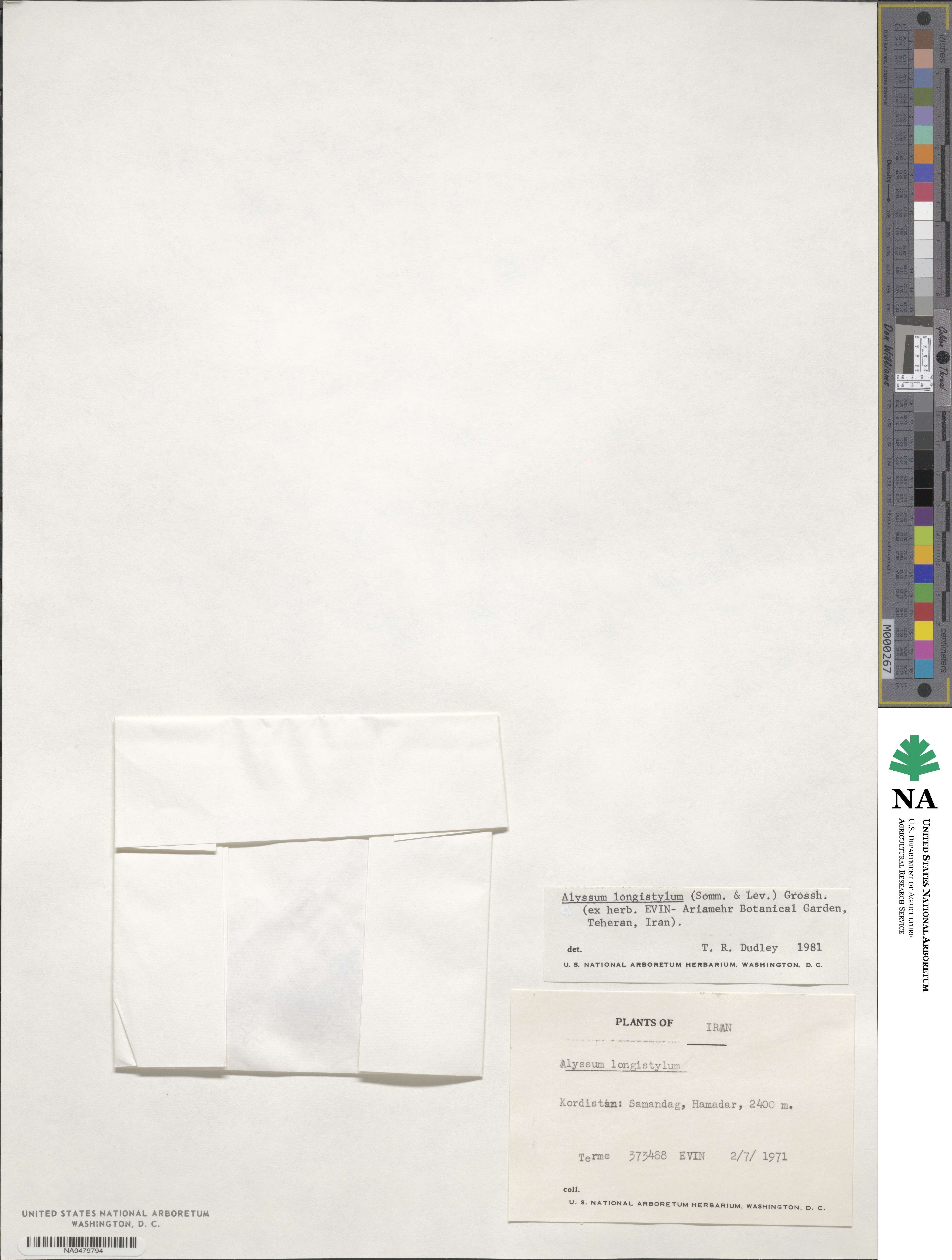 Alyssum longistylum image