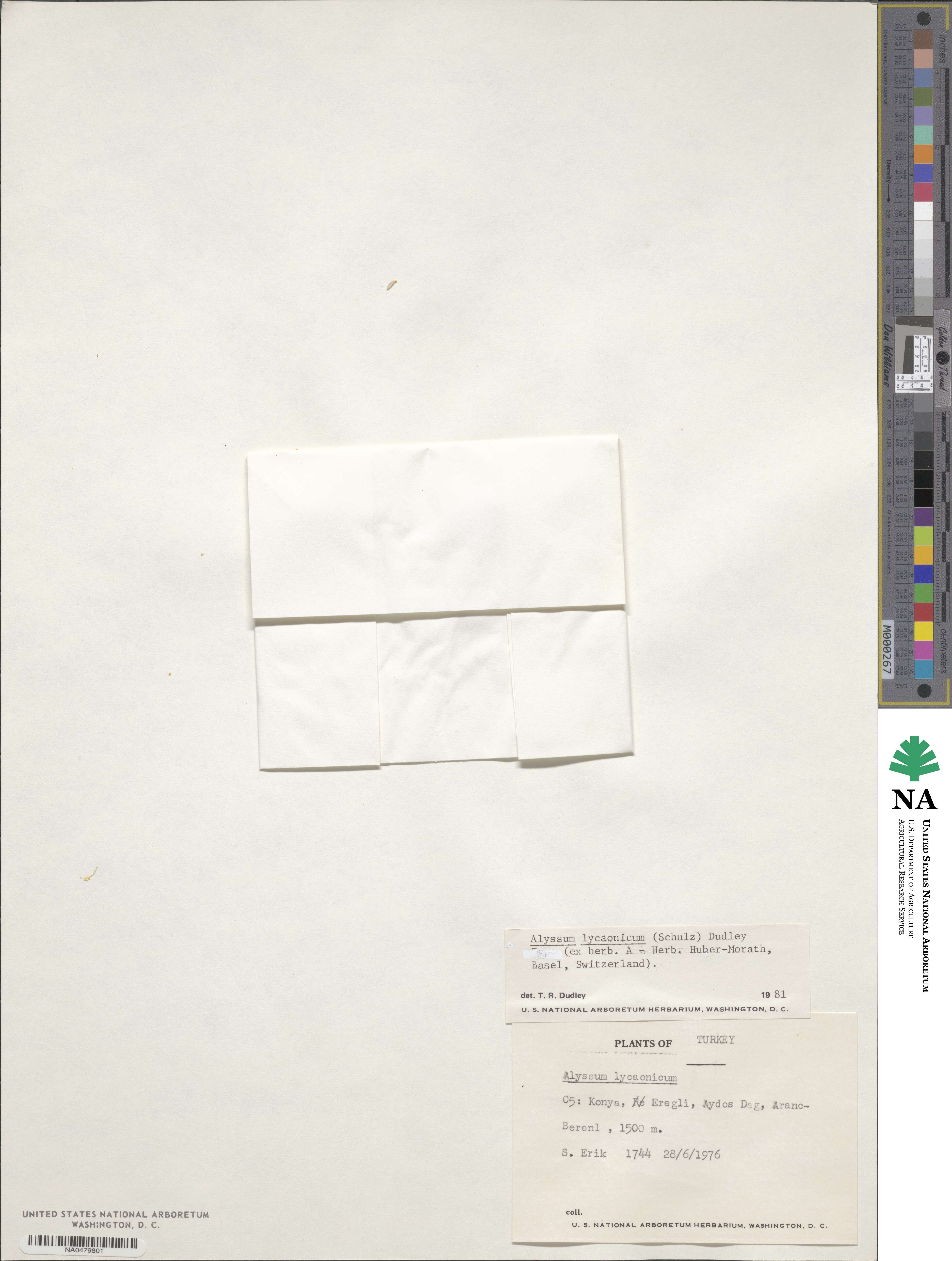 Alyssum lycaonicum image