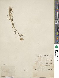 Erysimum grandiflorum image