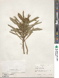 Image of Erysimum linifolium