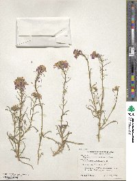 Erysimum linifolium image