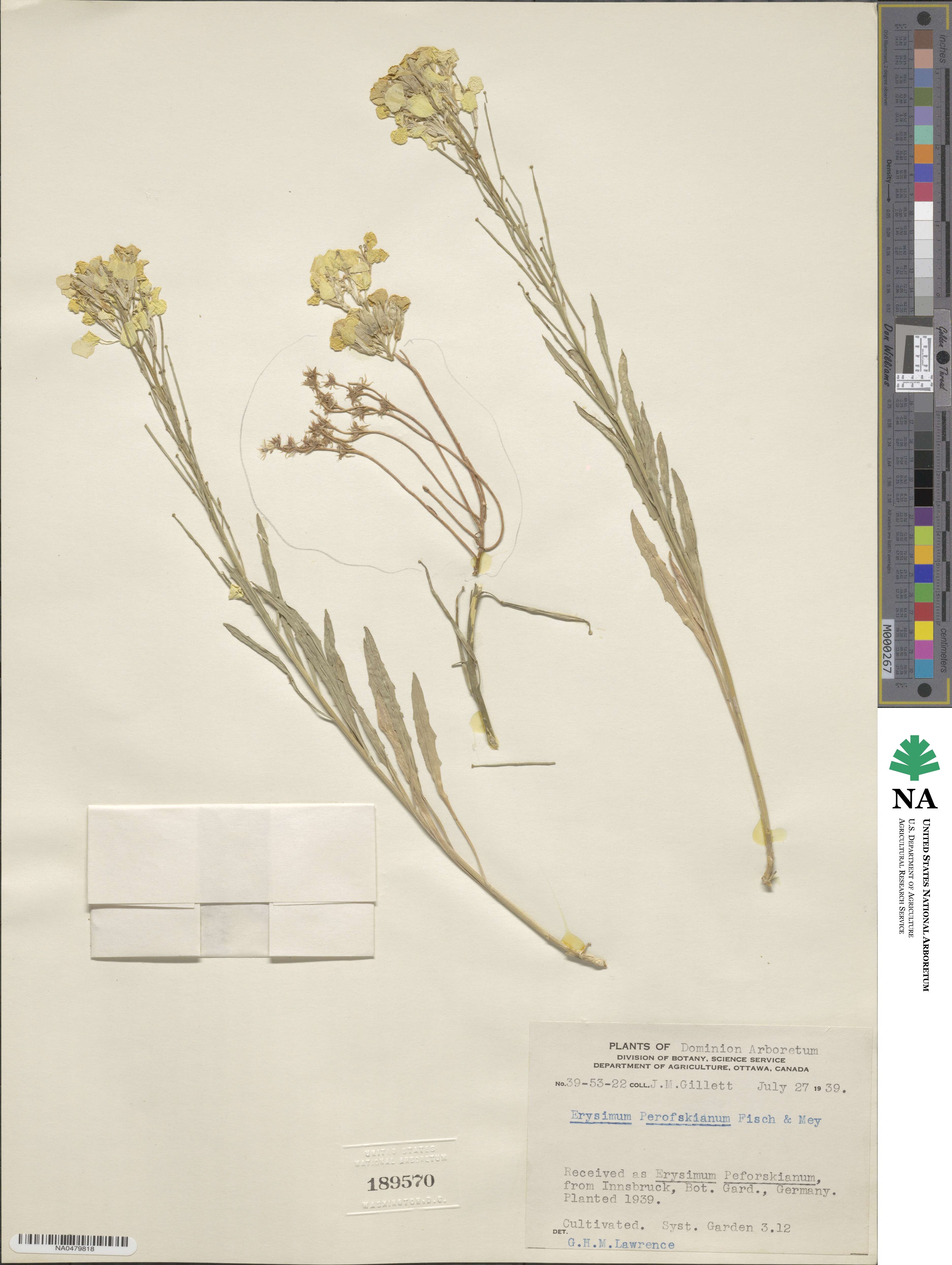 Erysimum perofskianum image