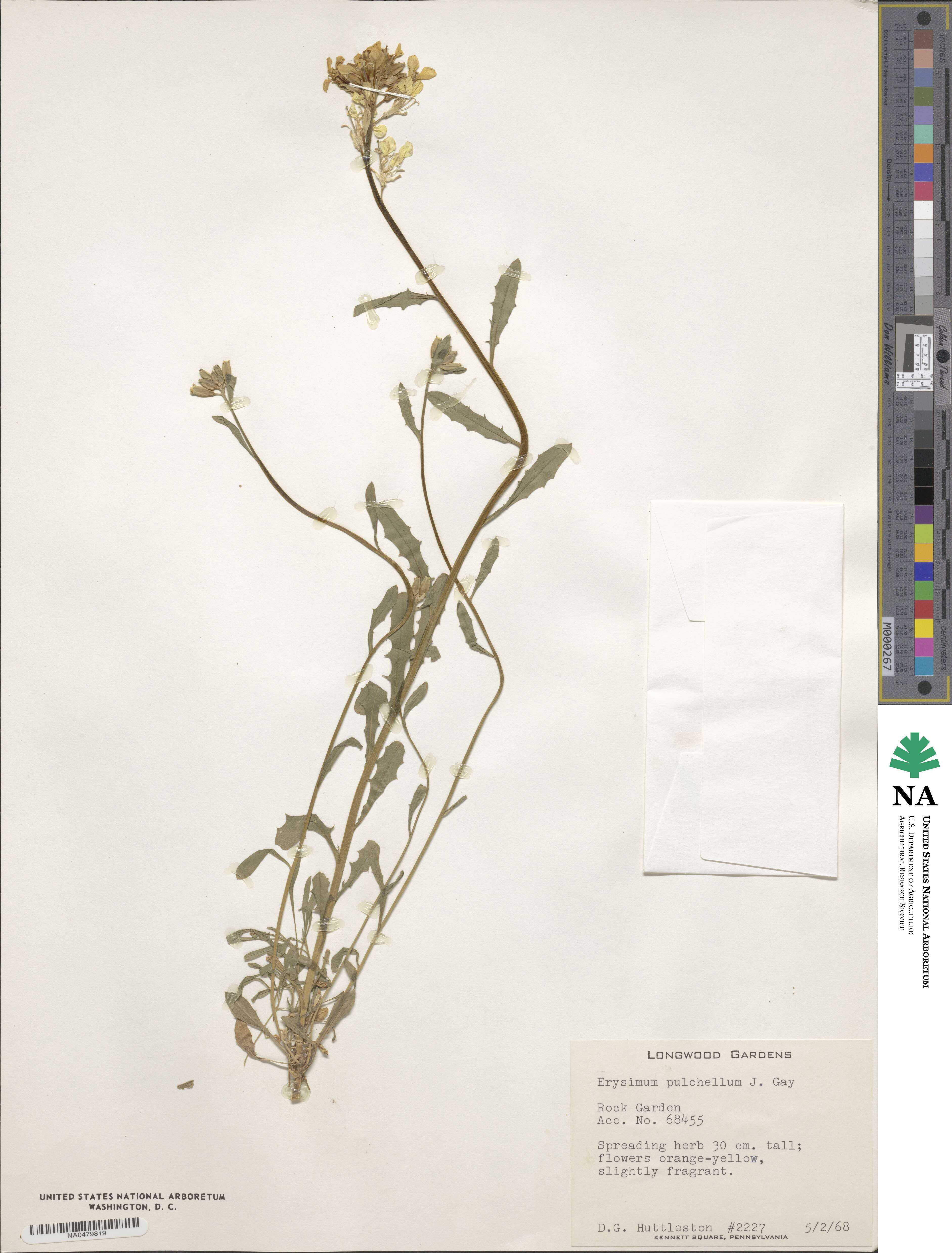Erysimum pulchellum image