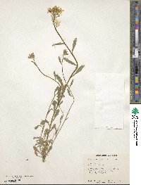 Erysimum pulchellum image
