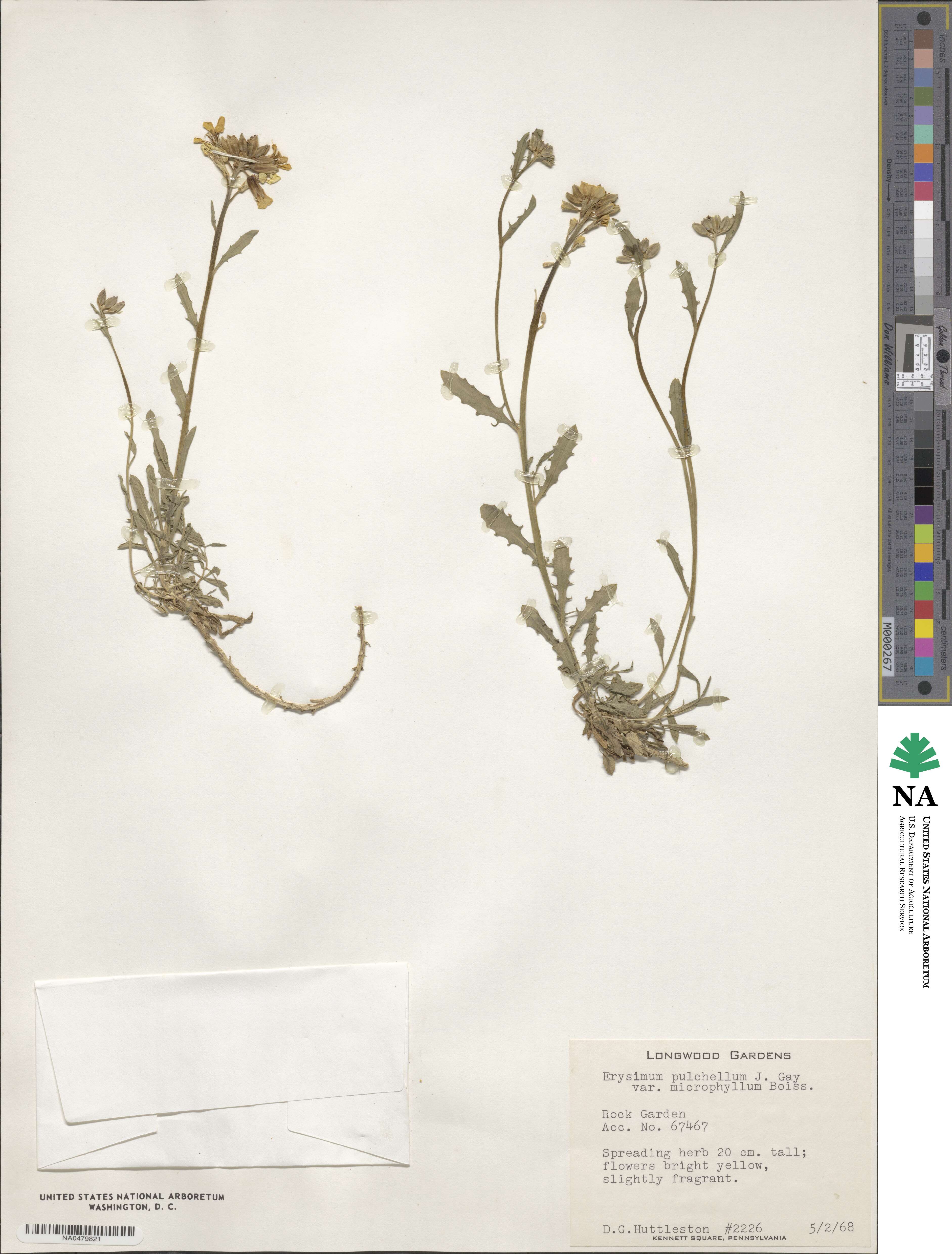 Erysimum pulchellum image