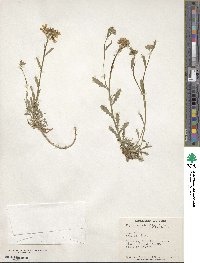 Erysimum pulchellum image