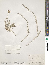 Erysimum pulchellum image
