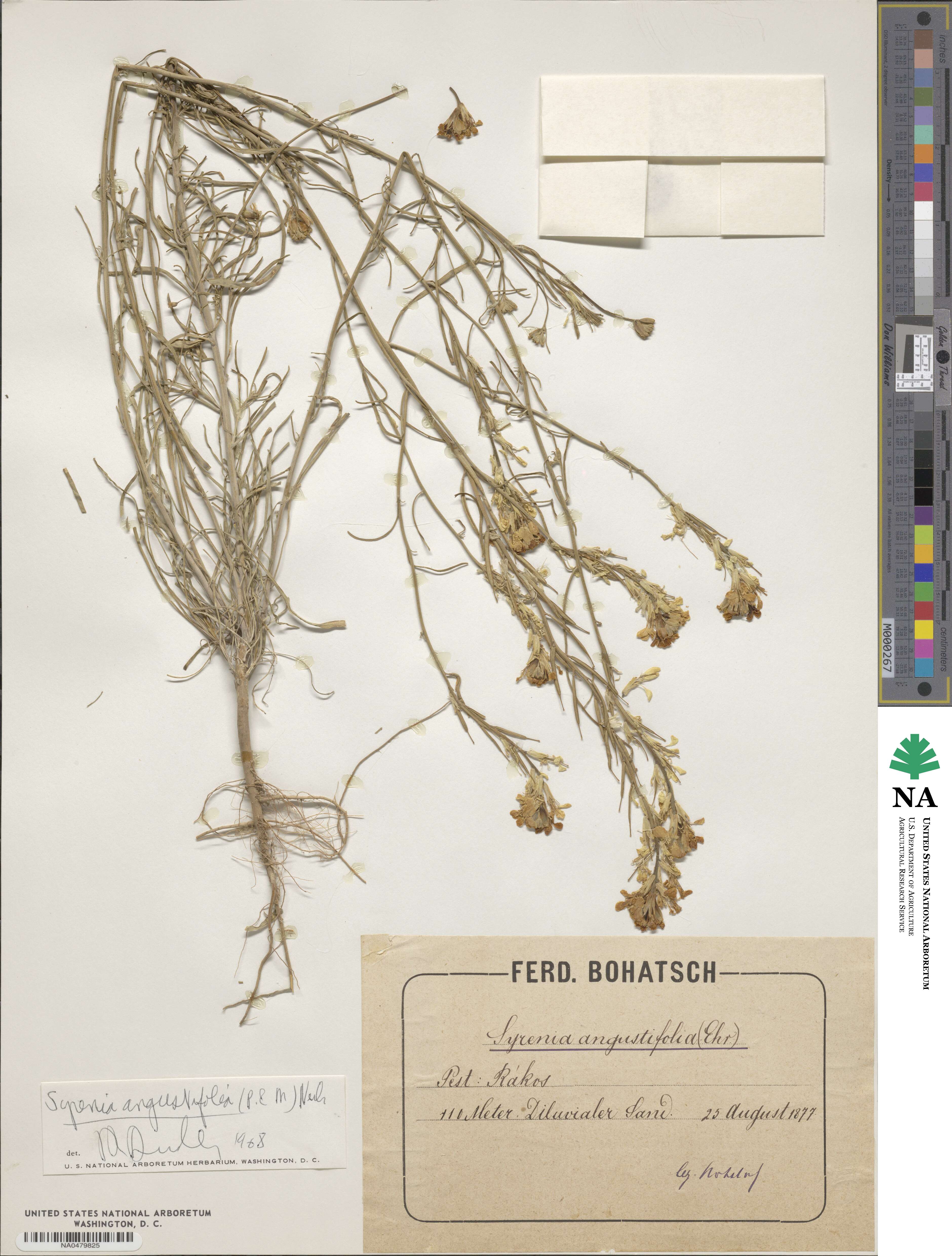 Erysimum canum image