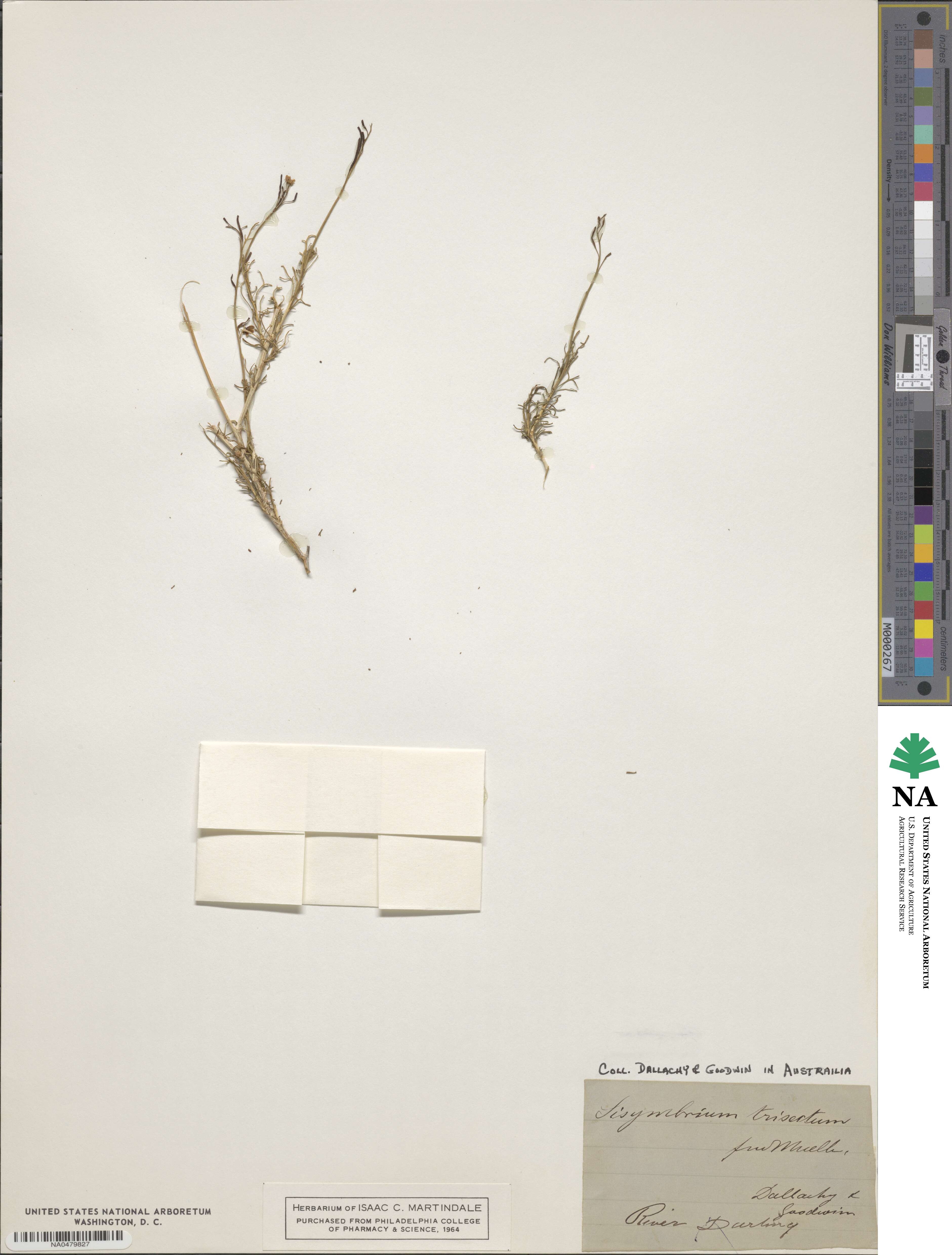 Arabidella trisecta image