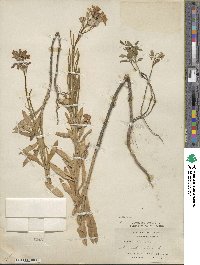 Erysimum cheiri image
