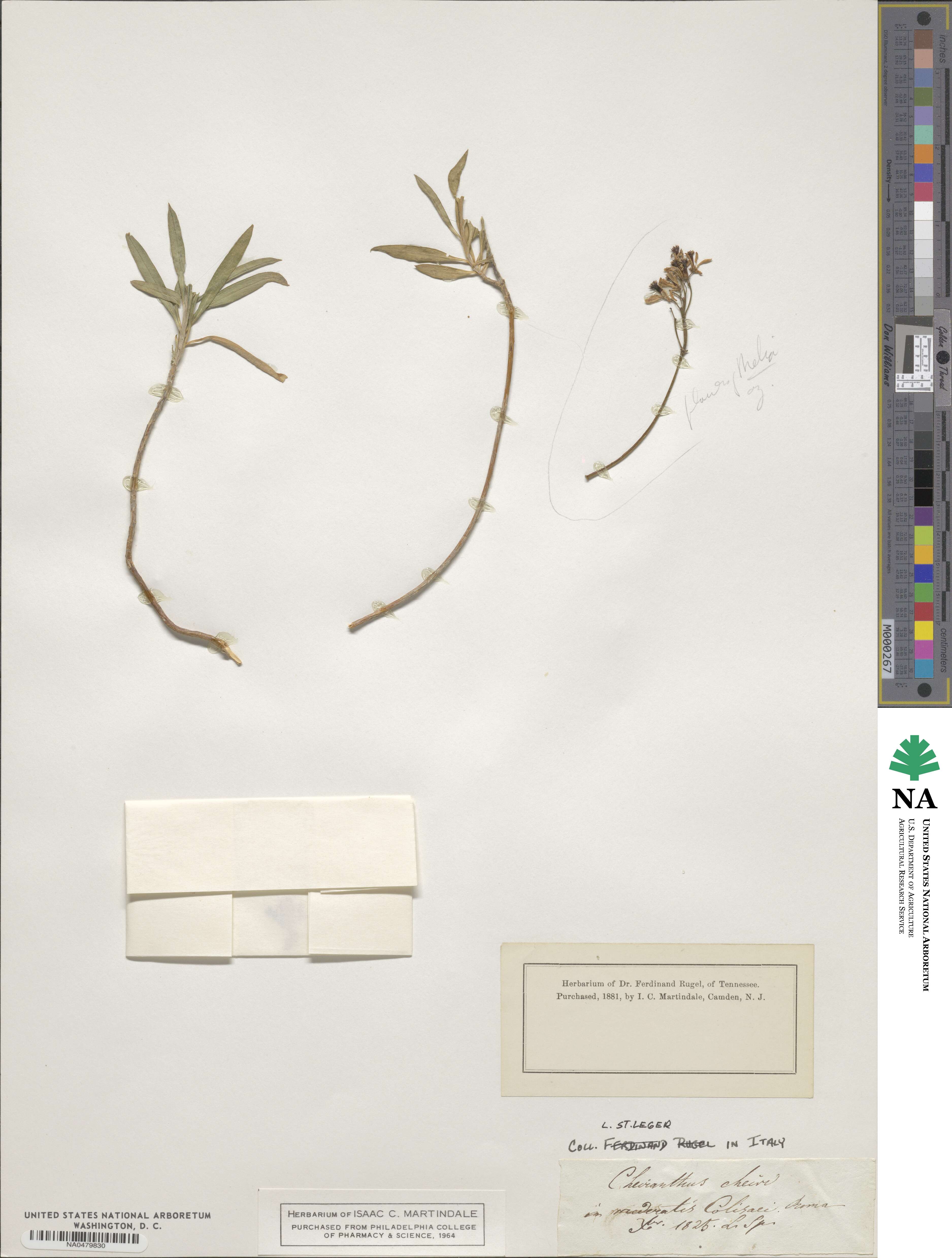 Erysimum cheiri image