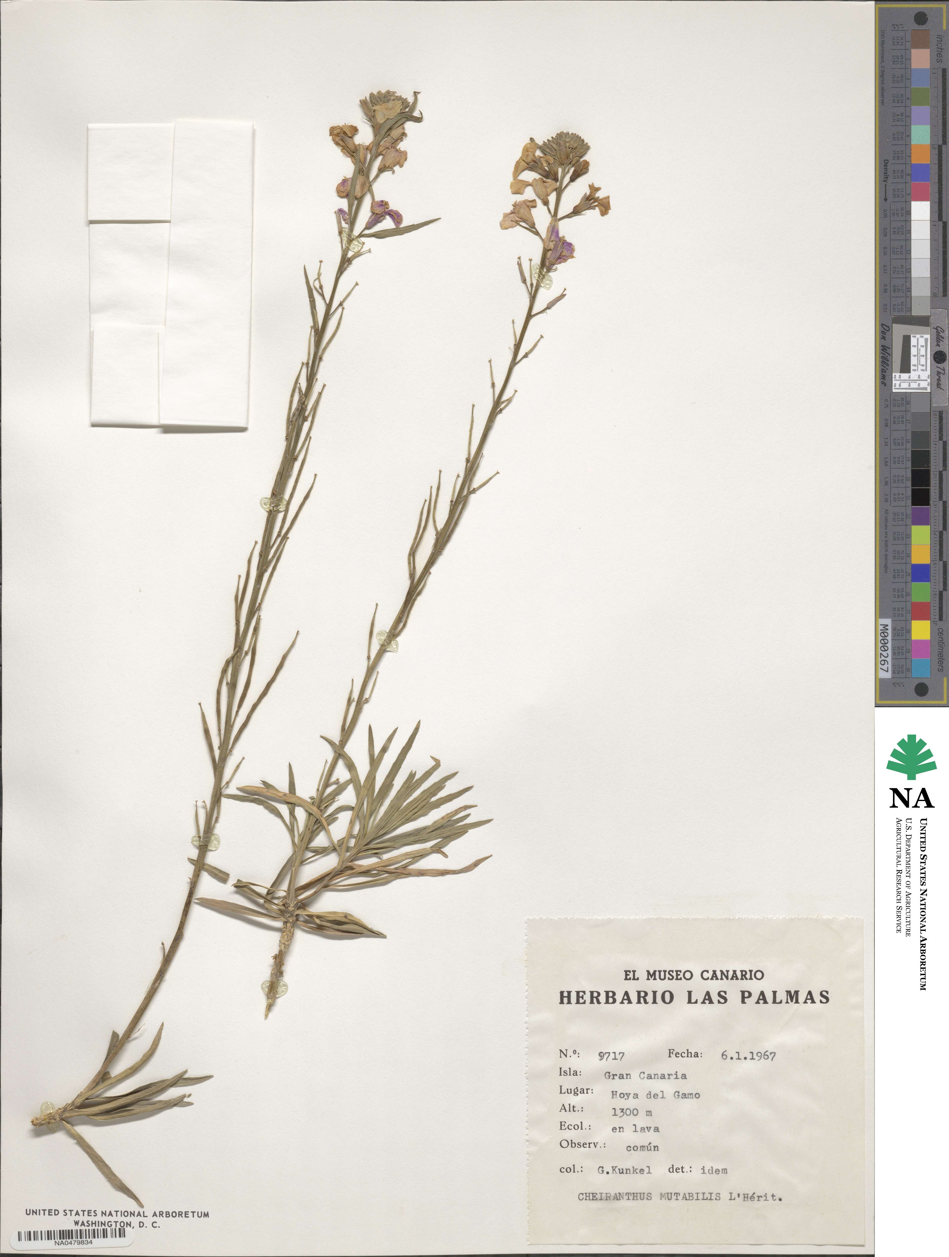 Erysimum bicolor image