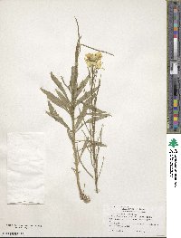 Erysimum cheiri image
