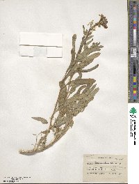 Erysimum cheiri image