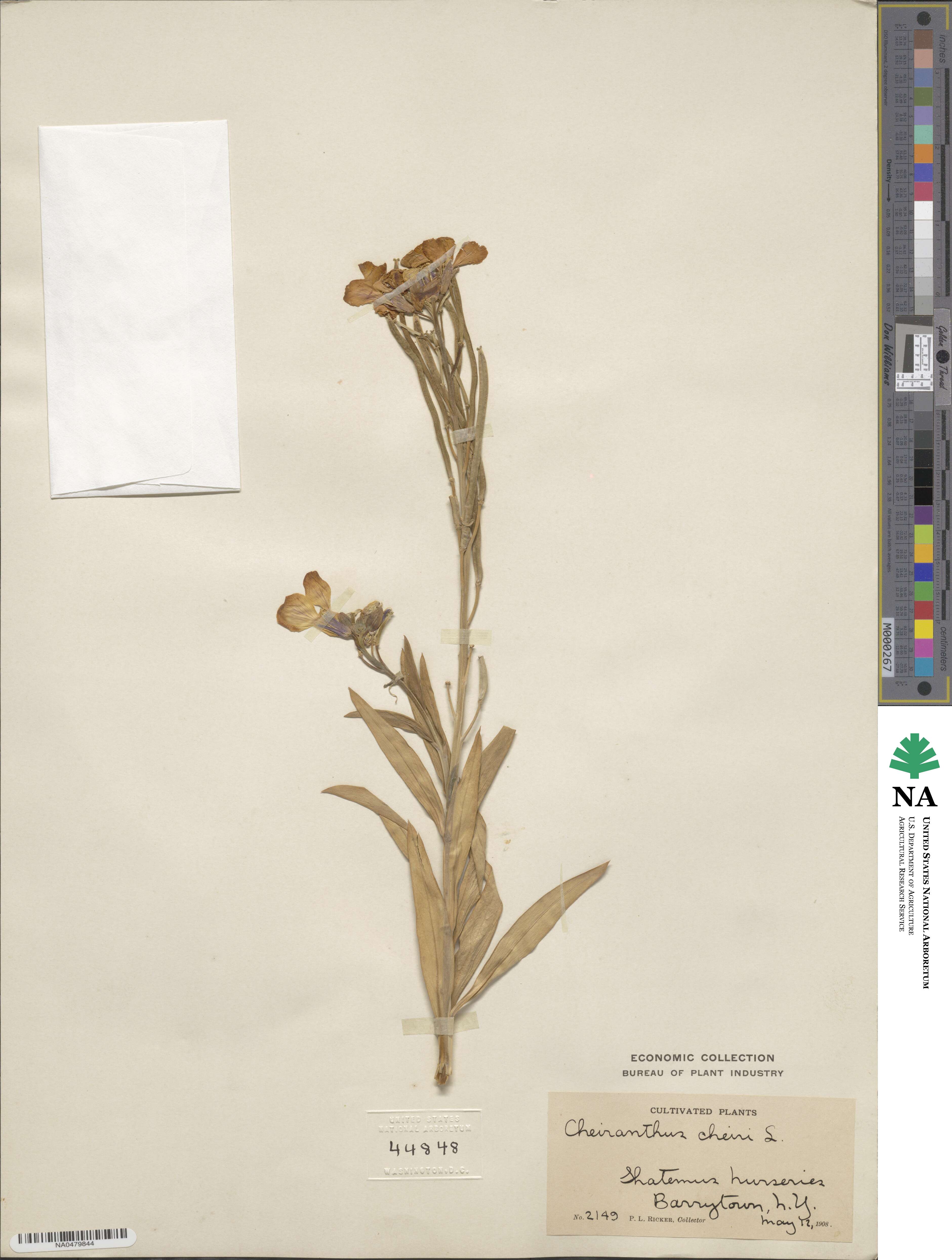 Erysimum cheiri image
