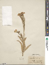 Erysimum cheiri image